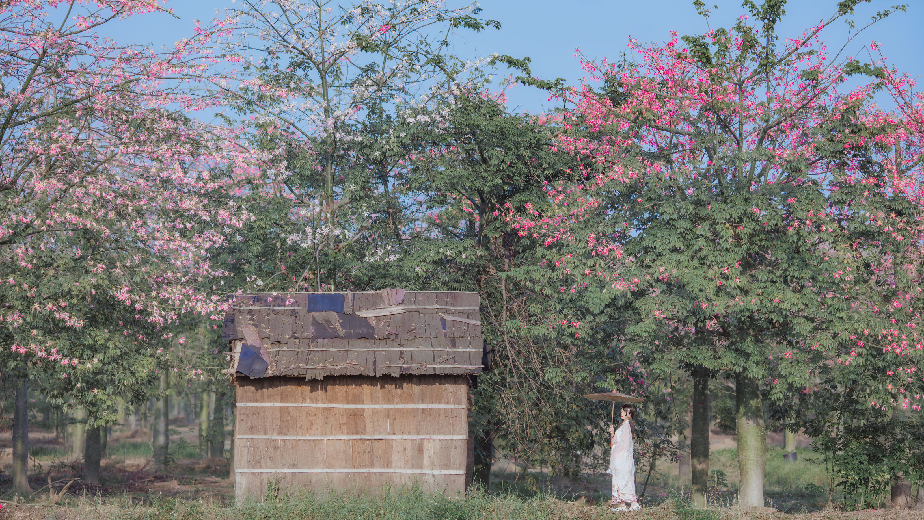 桜桃喵 – 温柔之汉服桃花 [15P]