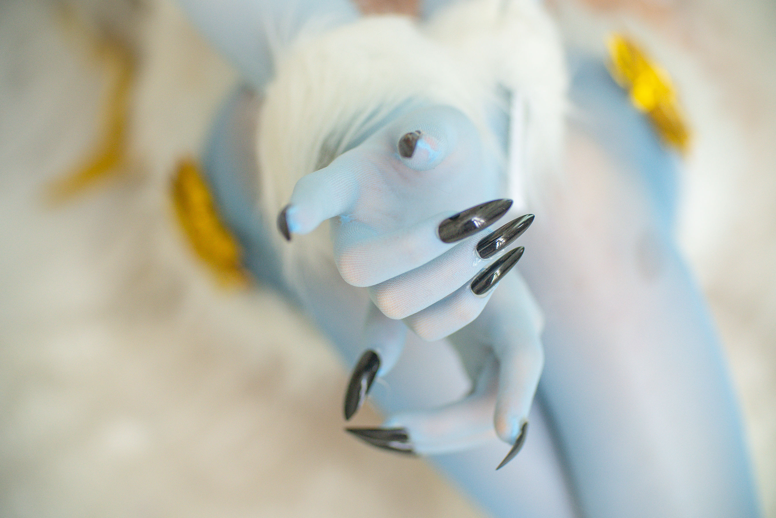 起司块wii – 皇女危险野兽 [68P]