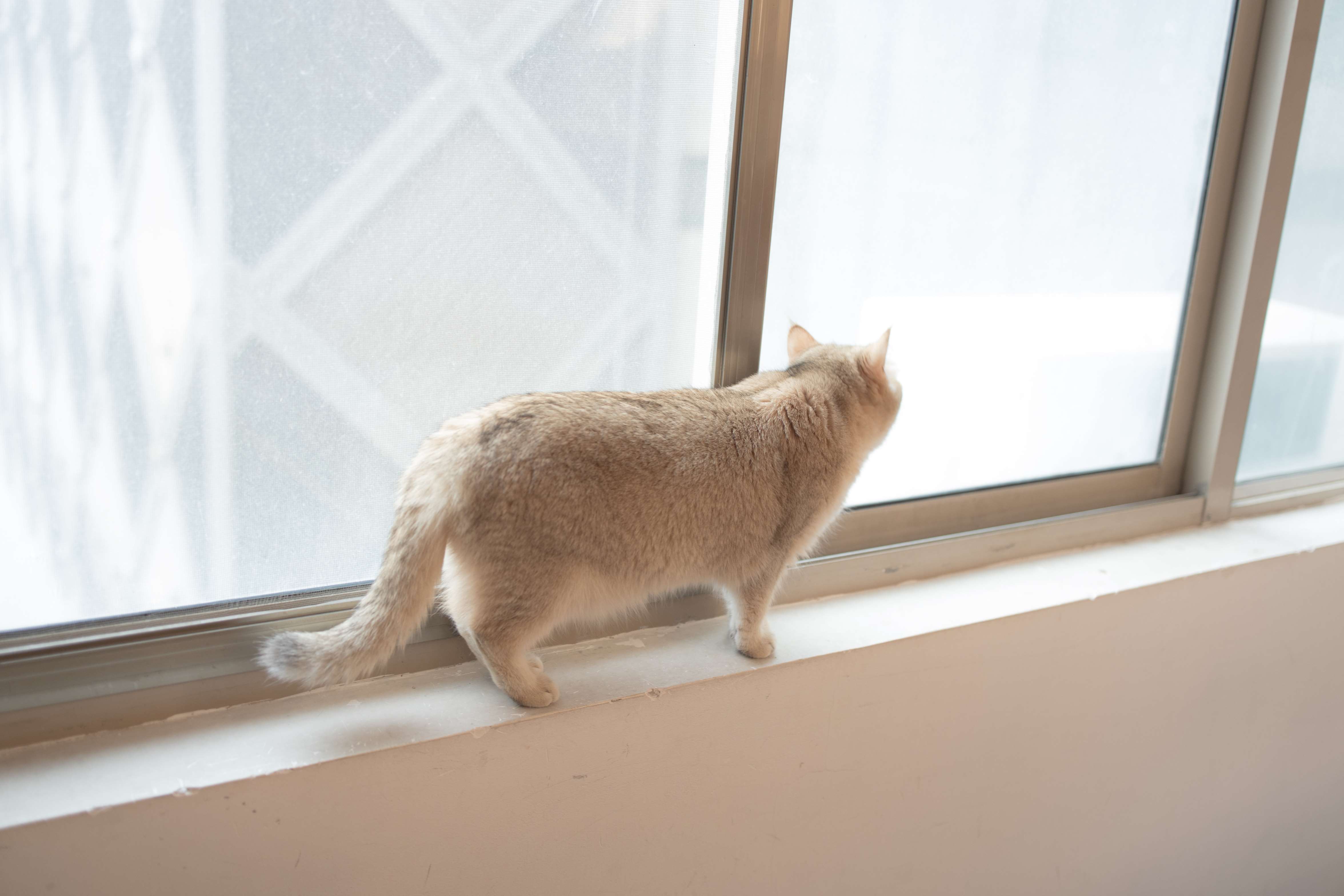 X-061 80D薄白丝 [65P1V-1.21GB]