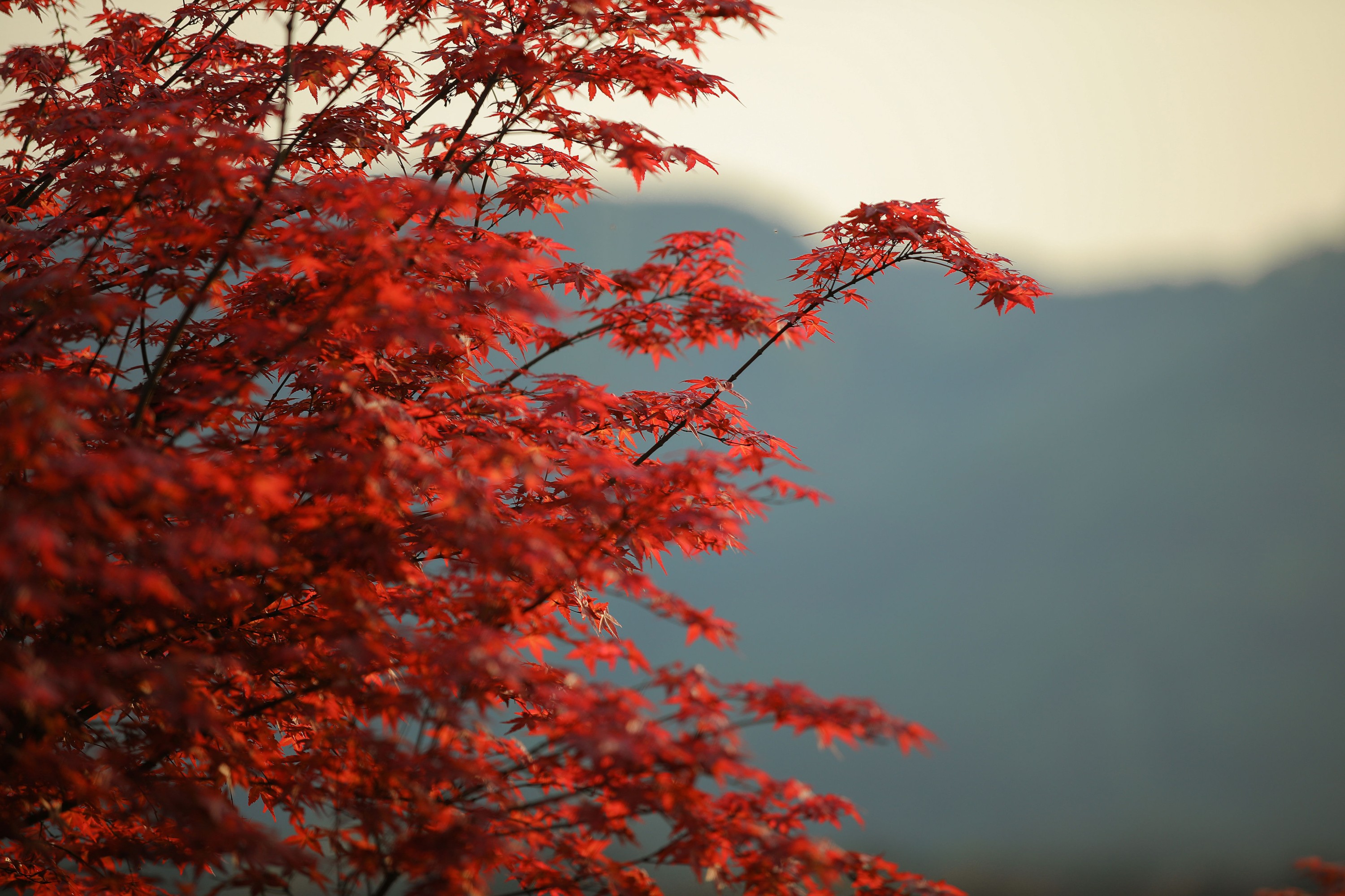 吉祥祥 – 《秋枫萧瑟》[24P] 插图5