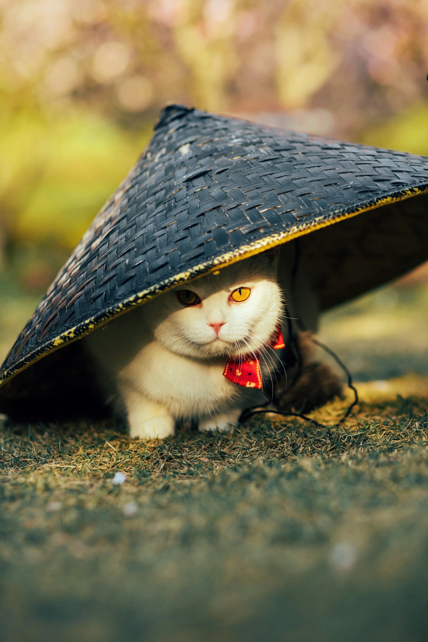 邱风 – 《猫侍》[31P]