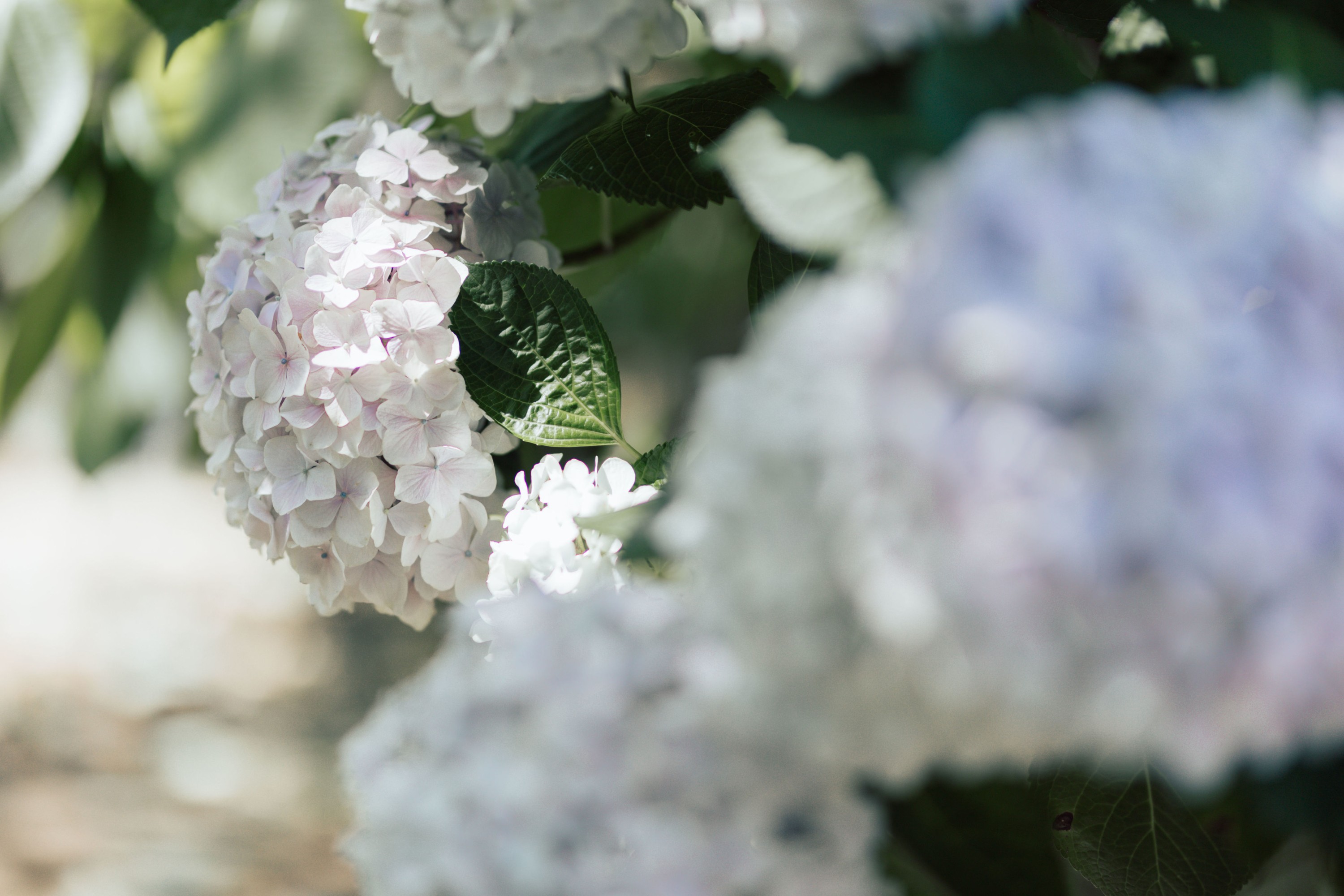 胡莅雅 – 《无尽夏》[22P]