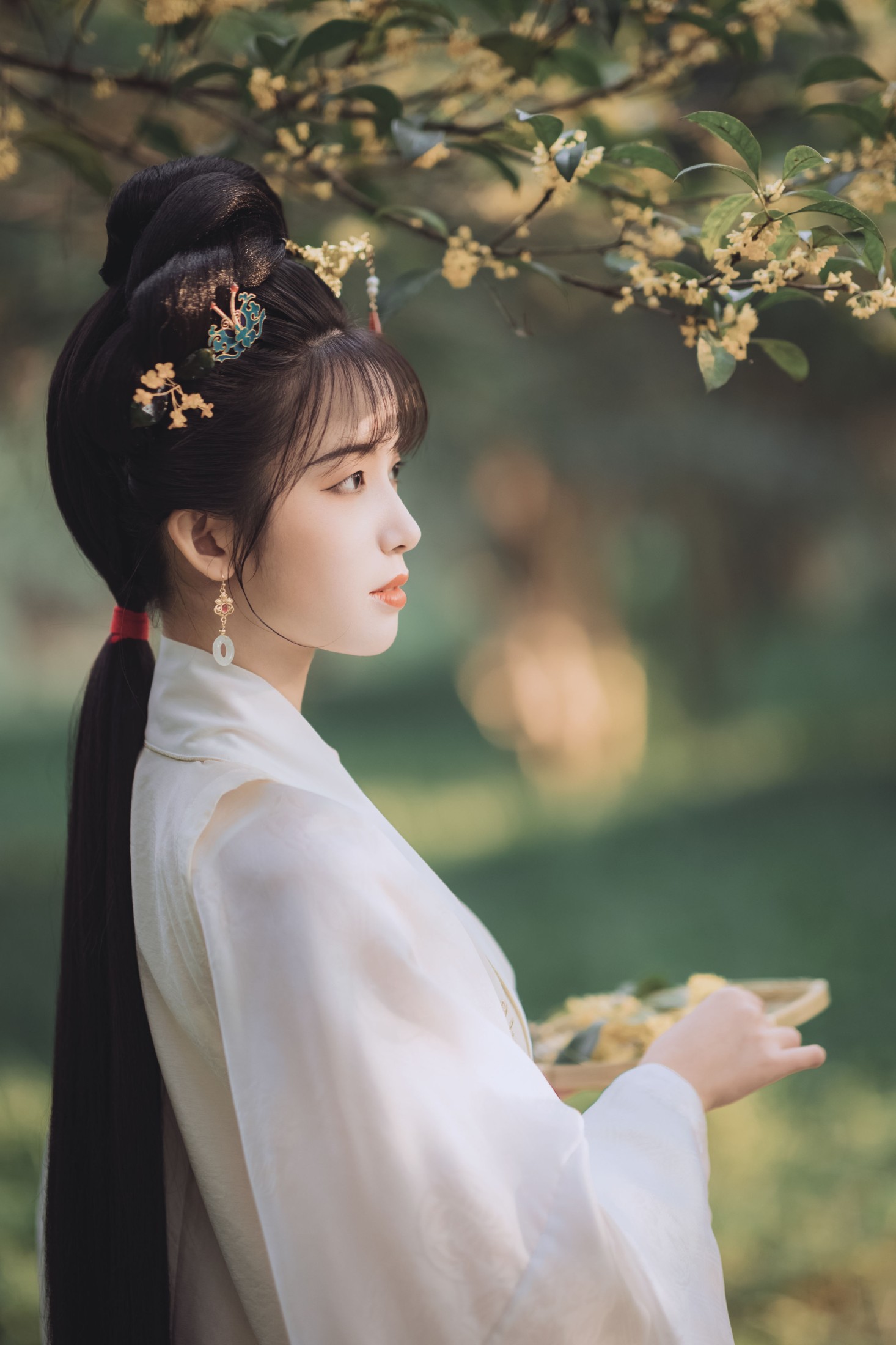 一只阿梦崽 – 《桂花酿》[36P]