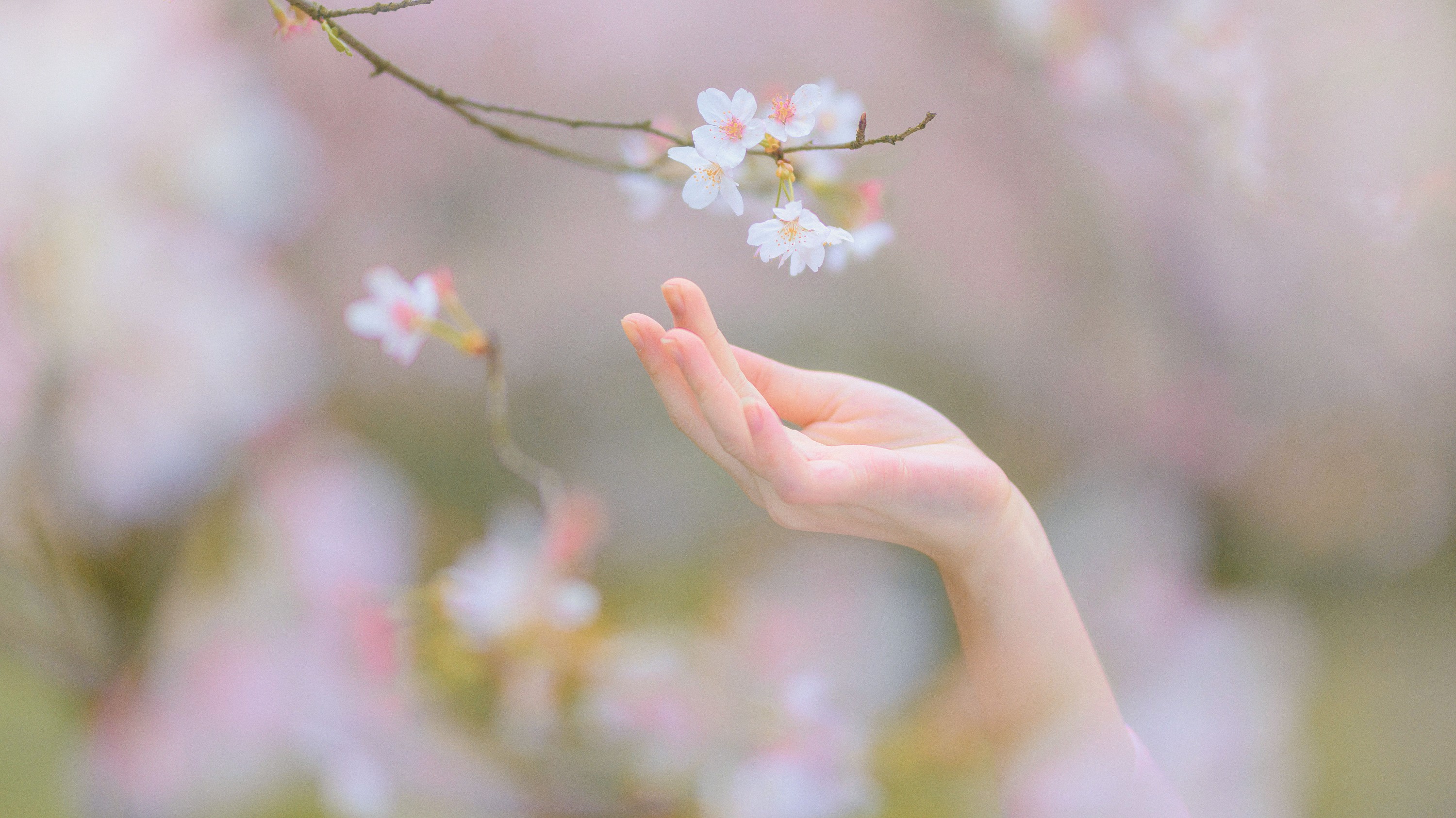 猫夏小卡 – 《樱の物语》[33P] 插图5