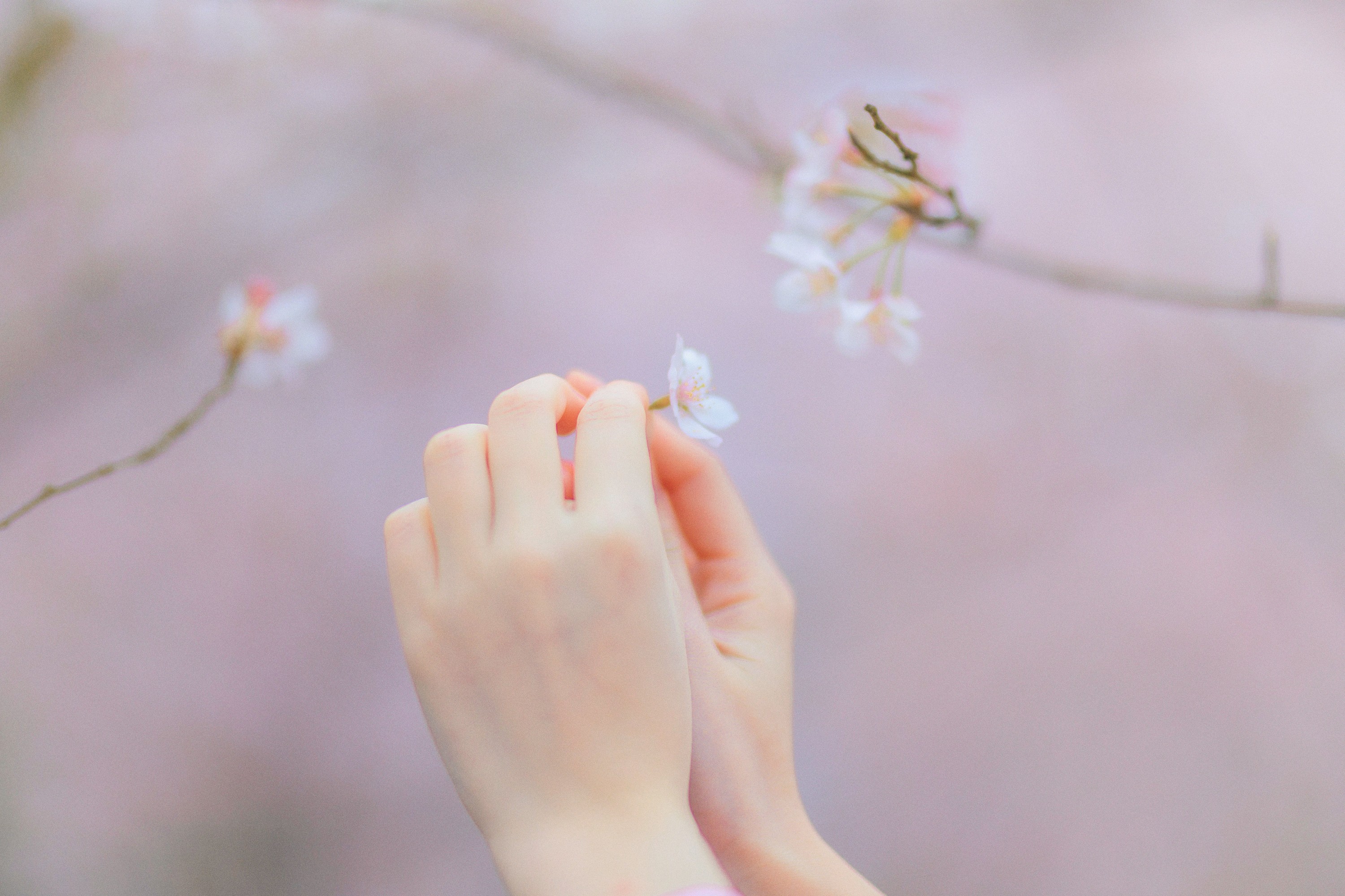 猫夏小卡 – 《樱の物语》[33P] 插图3