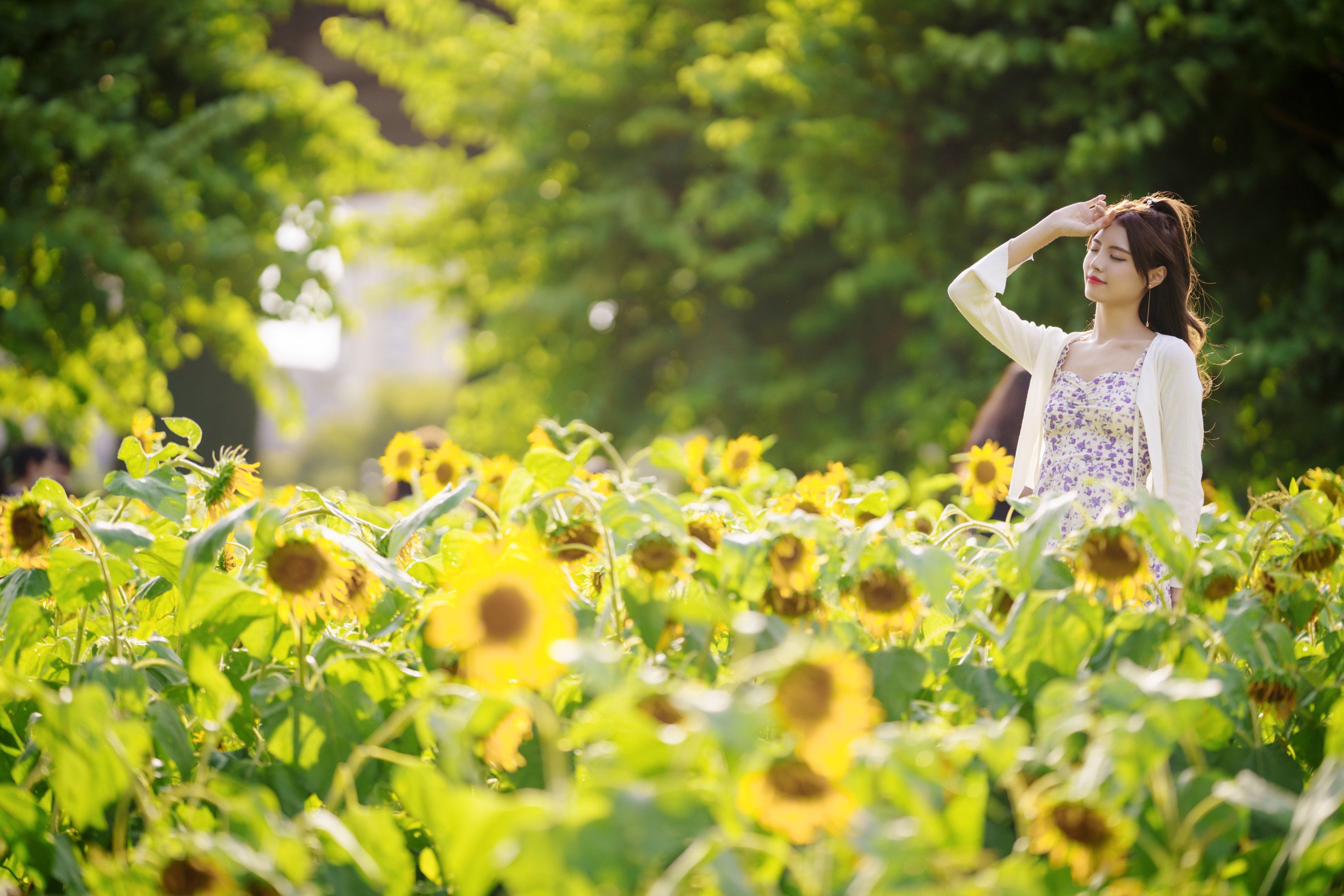 滕静 – 《向日葵花海》[31P]