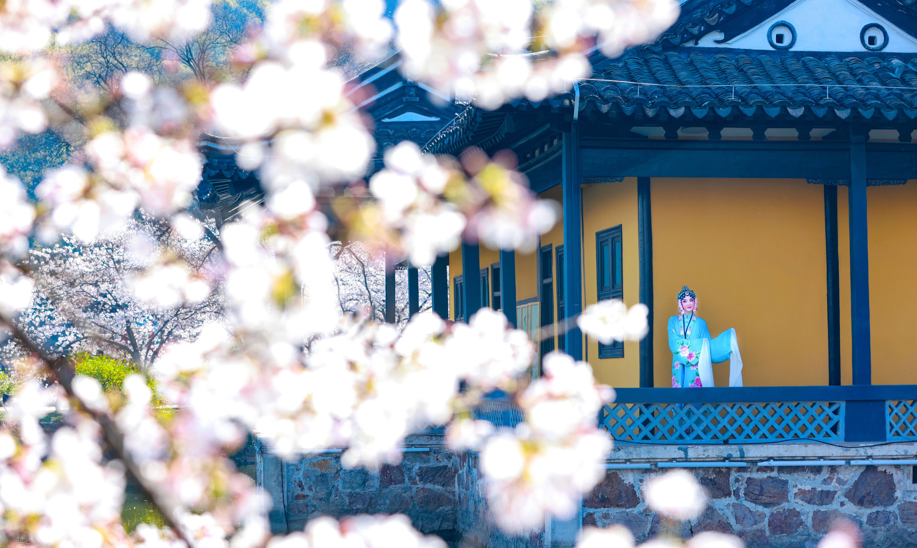 丹琼 – 《樱花有戏》[24P]