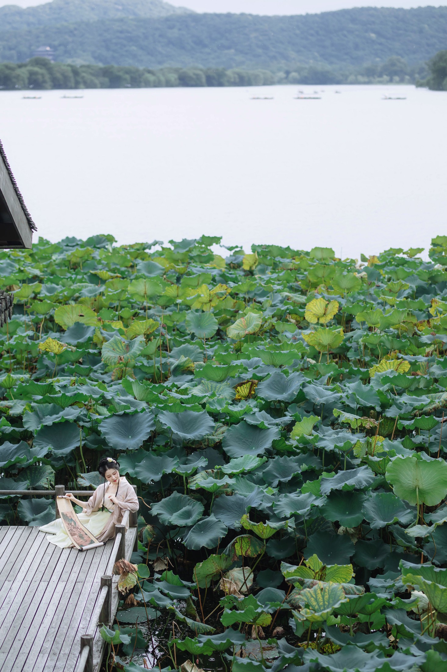 罗熙 – 《荷叶五寸荷花娇》[19P]