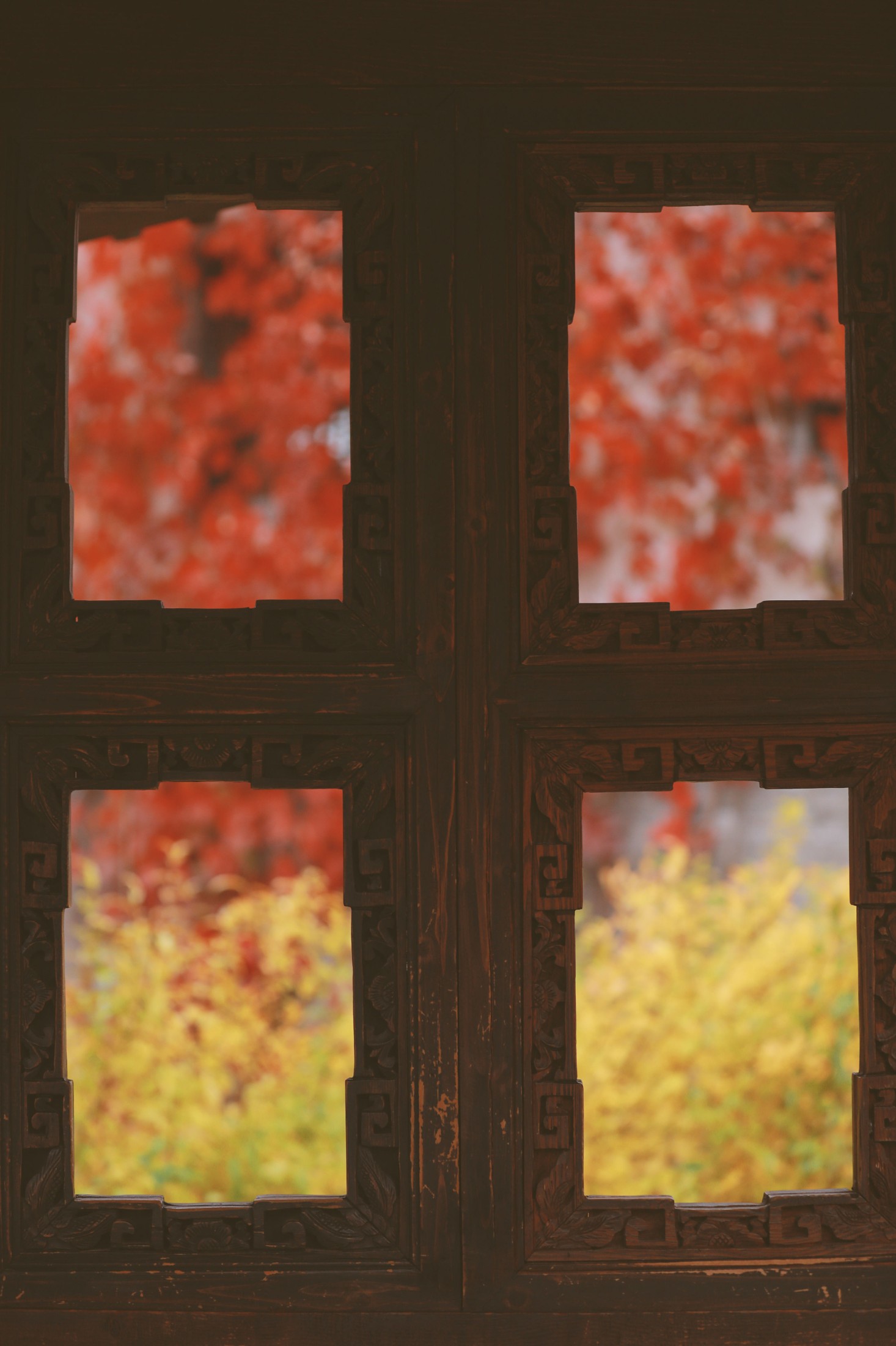 一颗蒲桃树 – 《我与春风皆过客，你携秋水揽星河》[31P]