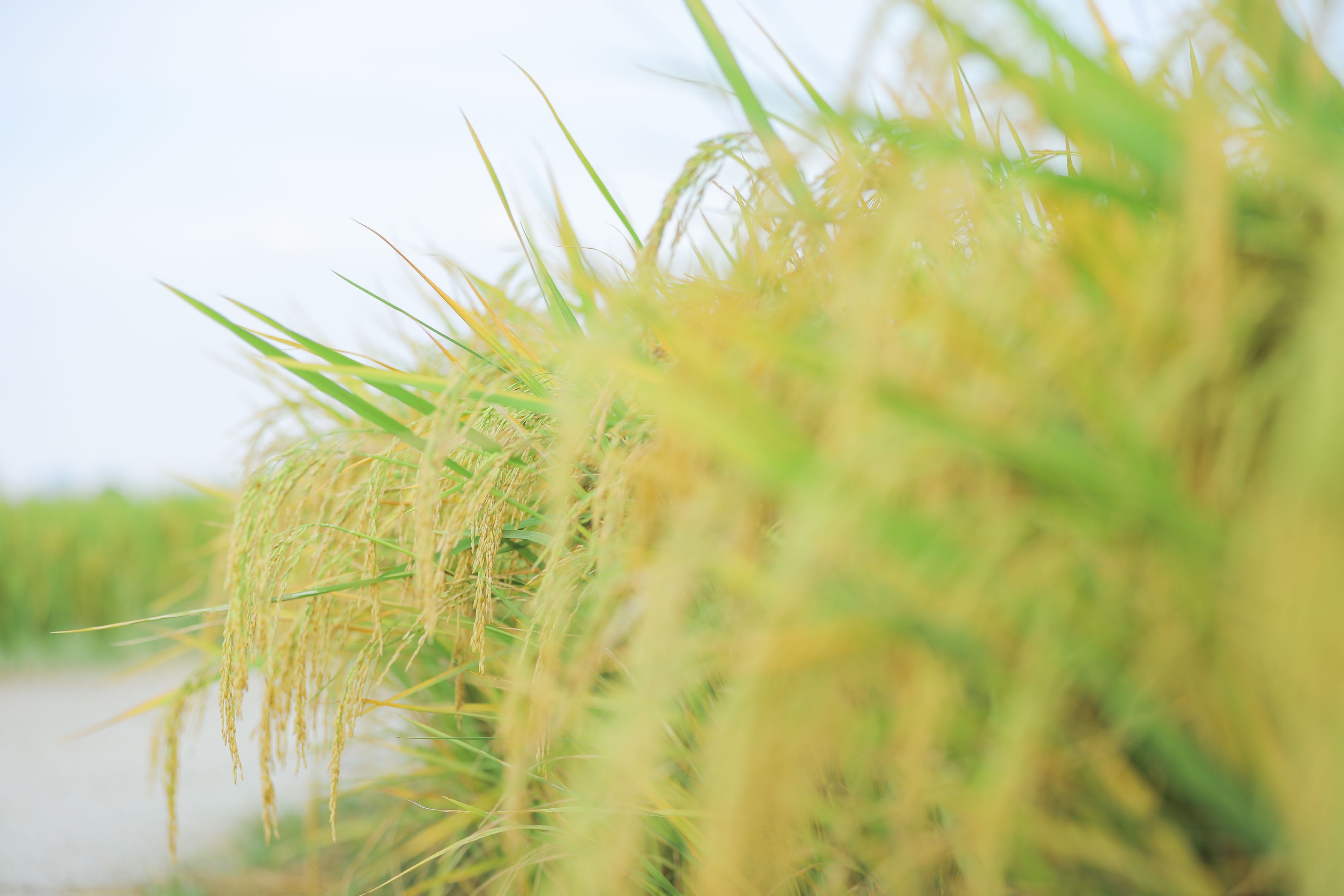 莹莹 – 《稻香》[21P]