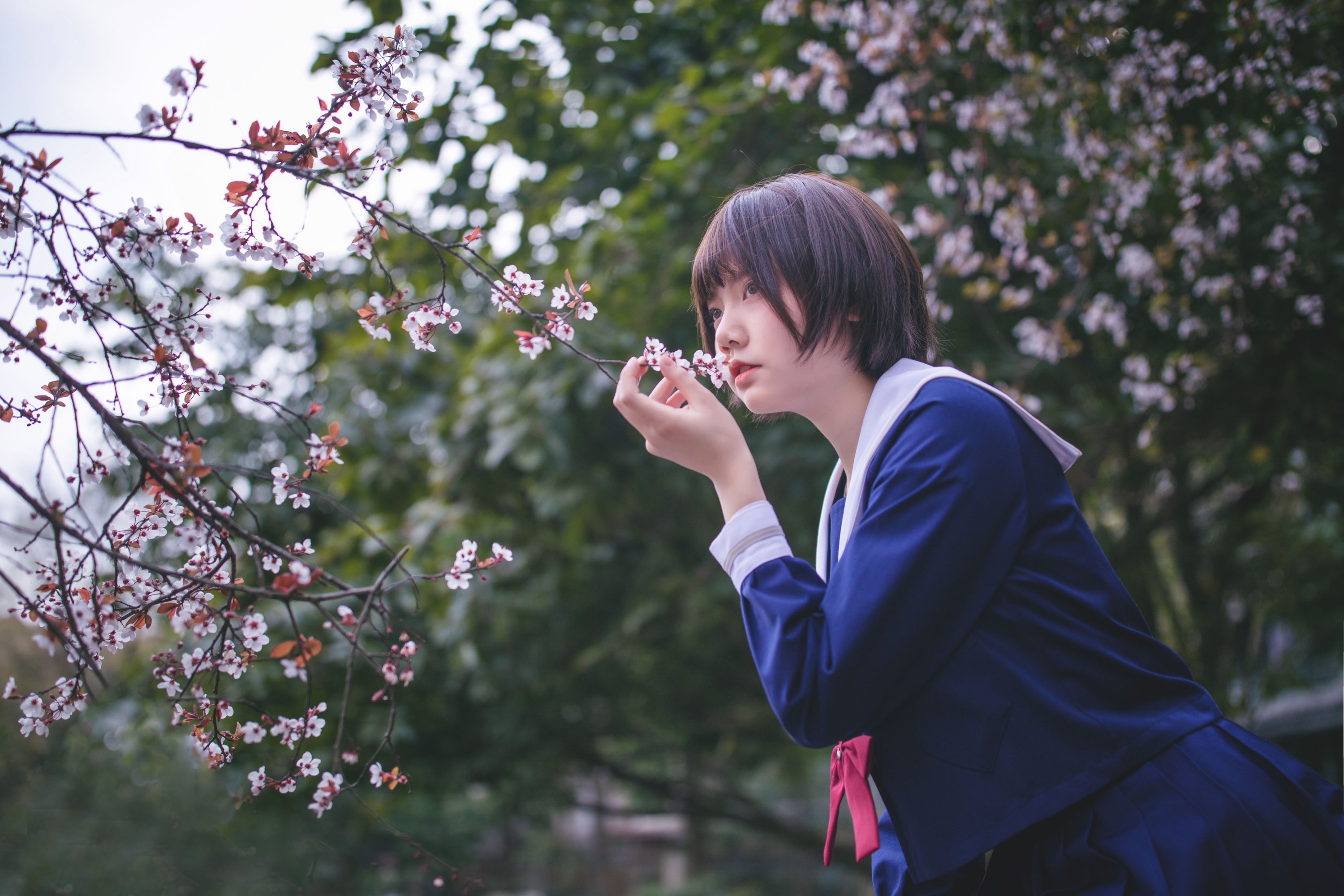 灰猫 – 《樱花树下》[20P]