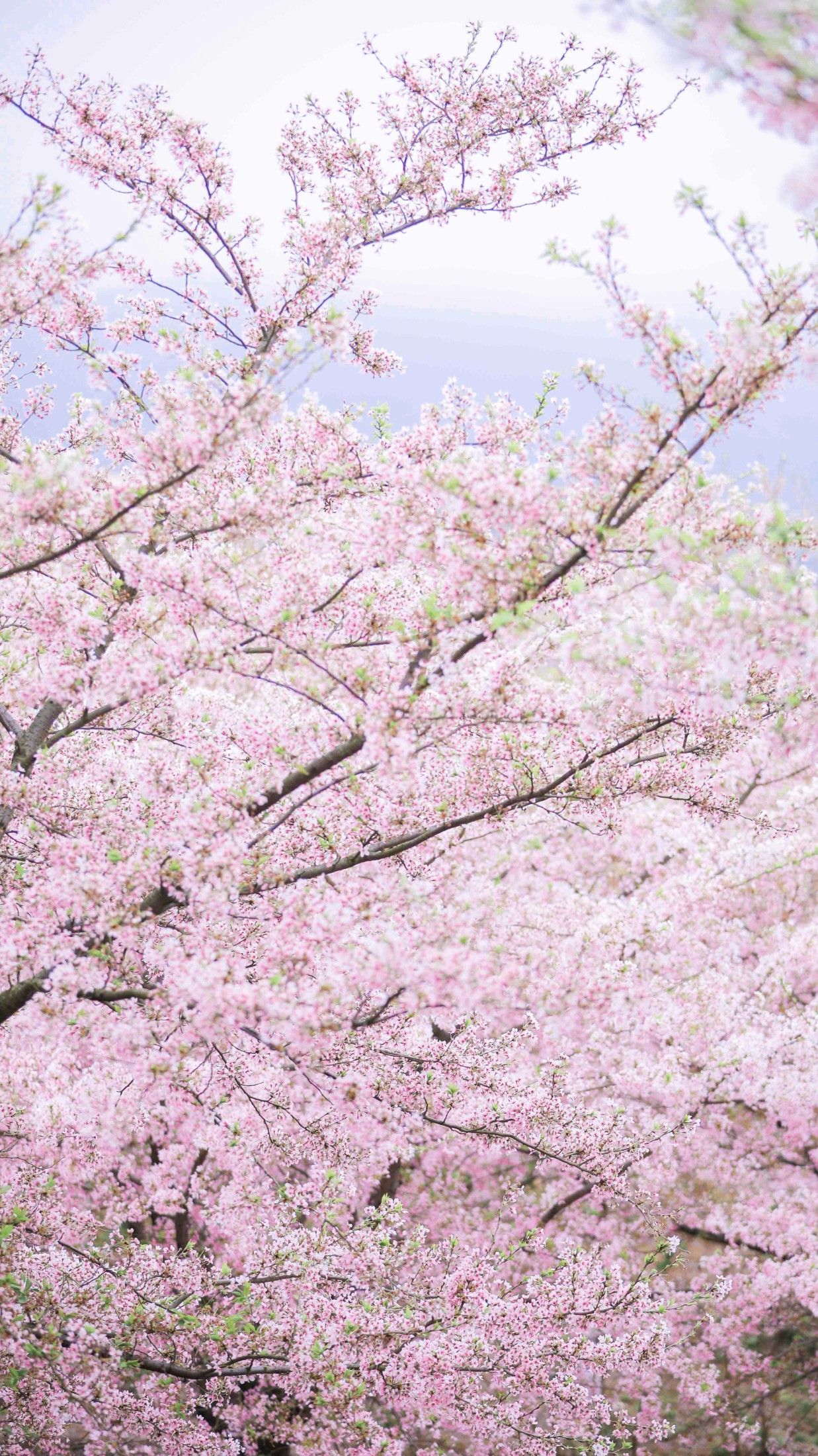 槐枝- – 《秋千架下》[22P]