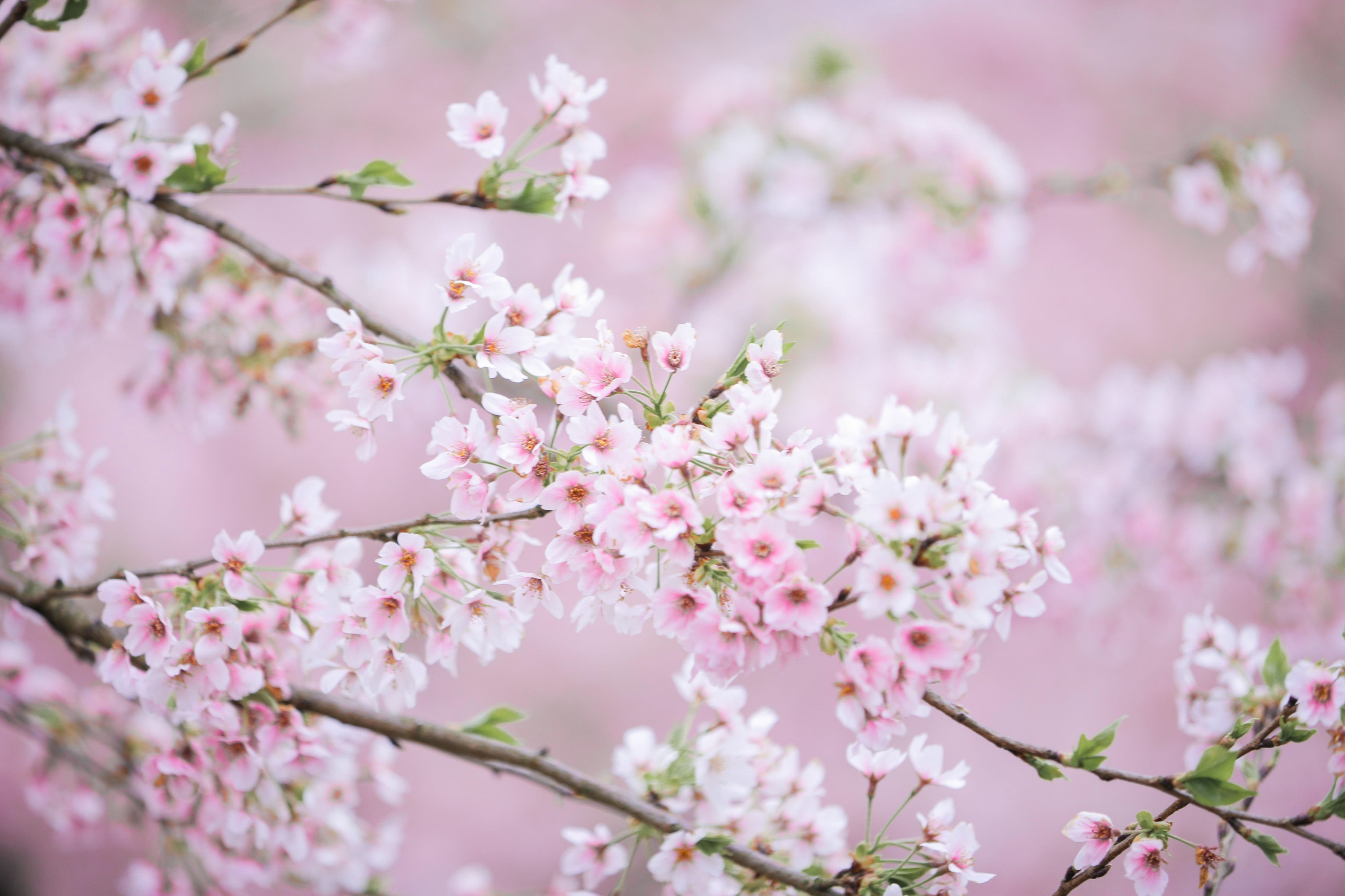 槐枝- – 《秋千架下》[22P]