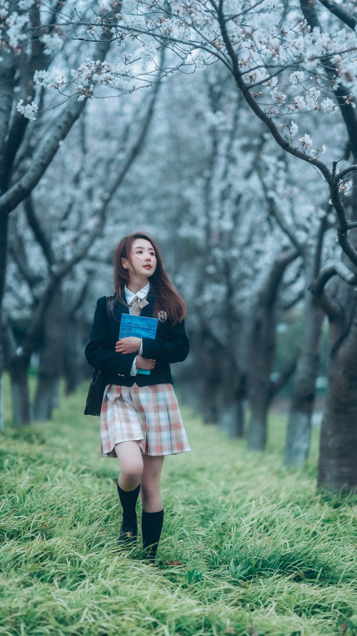 富贵 – 《少女与樱》[43P]