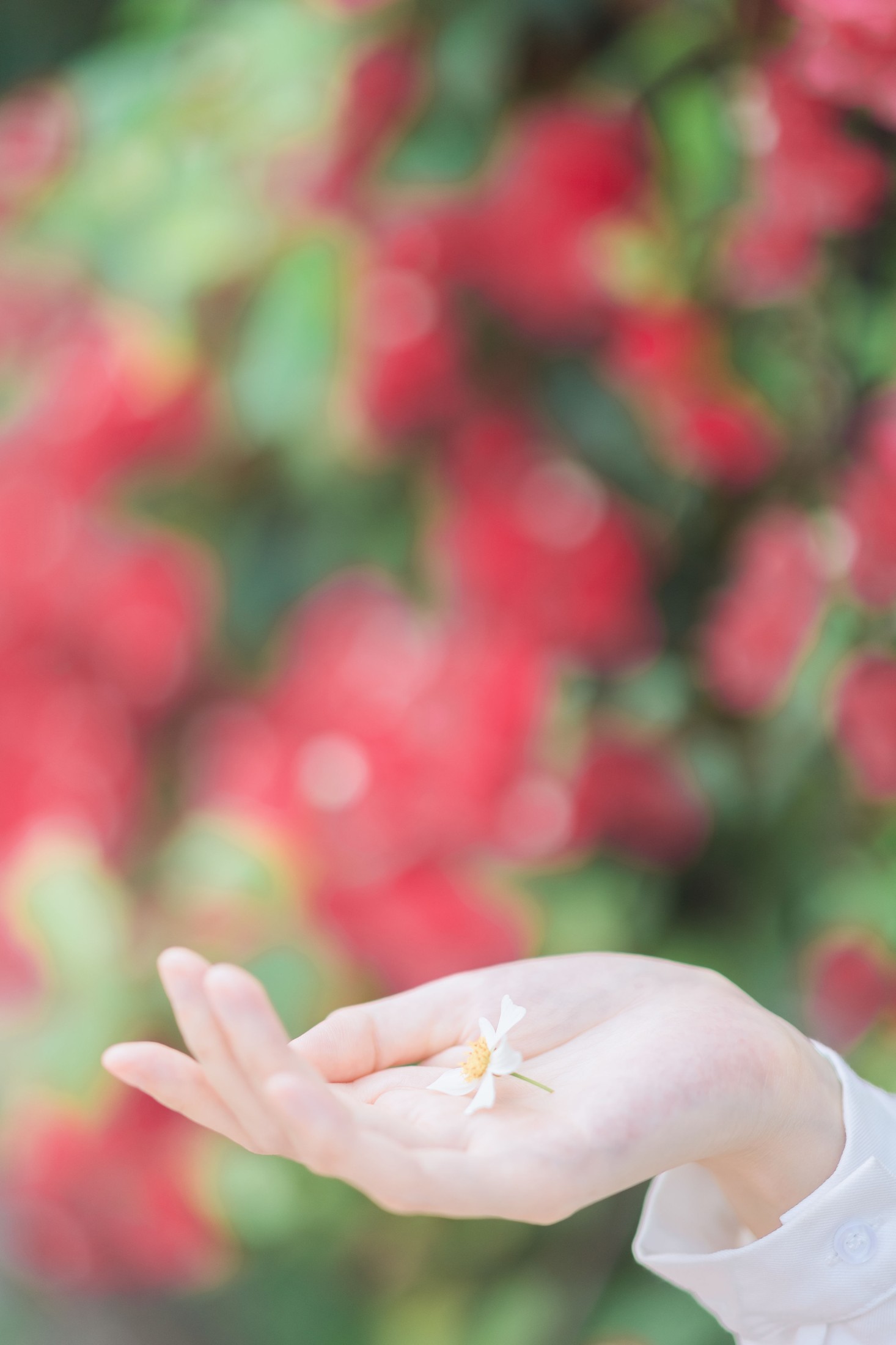 航子就是航子呀 – 《夏天的风》[27P]