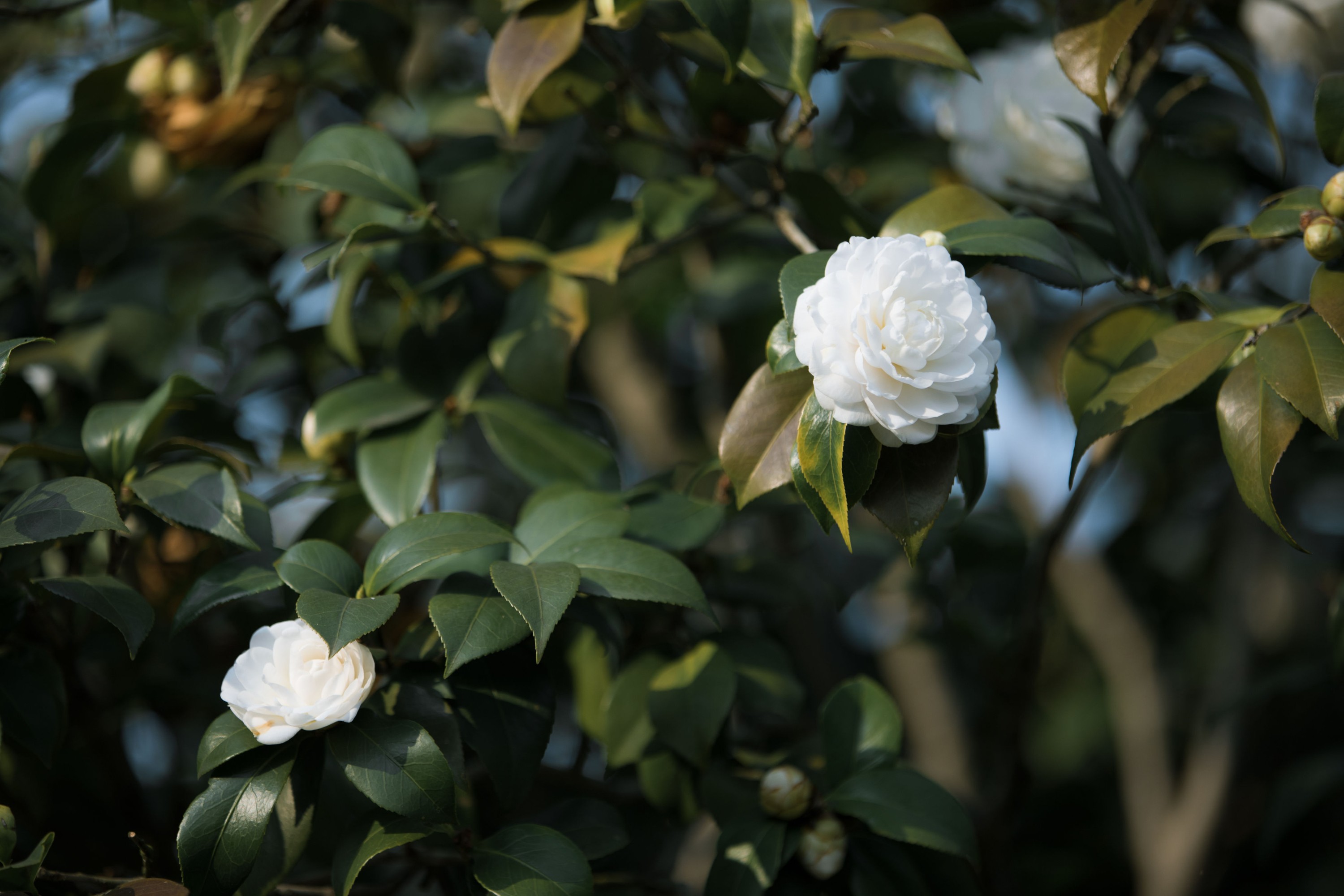 酸辣湯兒 – 《妙玉》[25P]