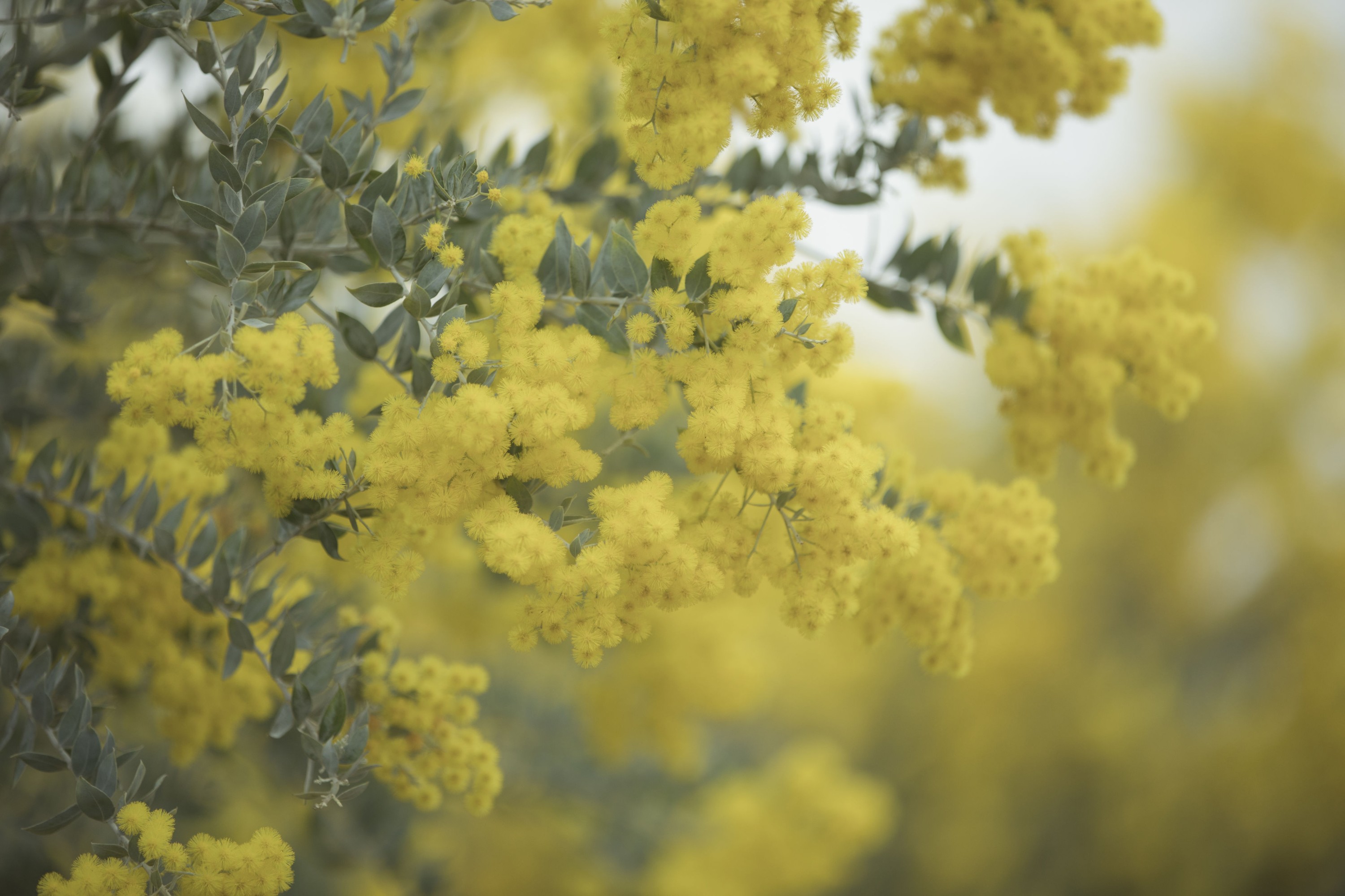 mininekoo – 《合欢枝》[22P]