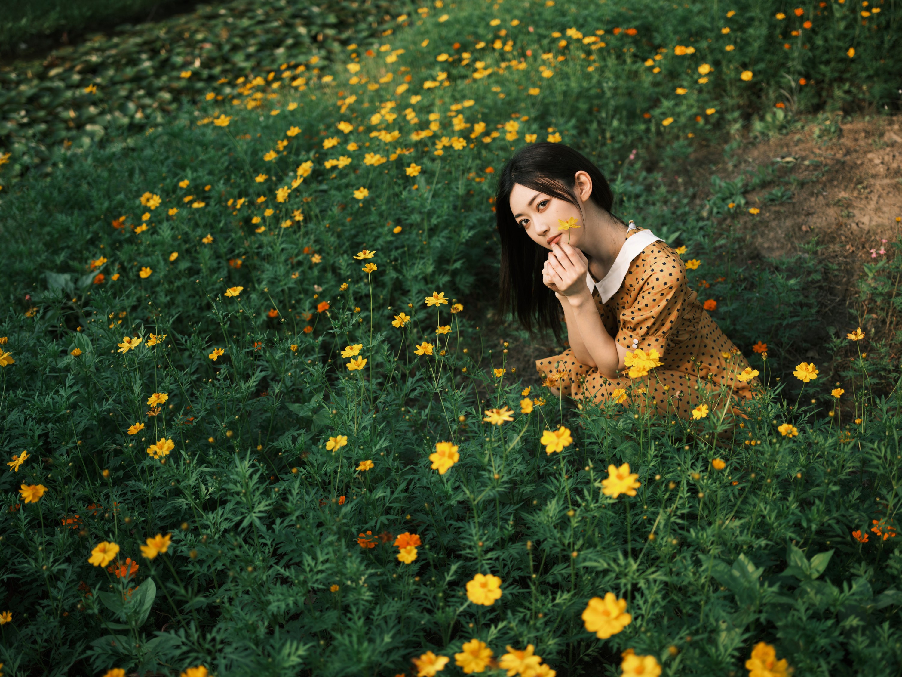 飞鸟咕咕- – 《硫华菊&amp;柳叶马鞭草-是夏天的味道呀！》[44P]