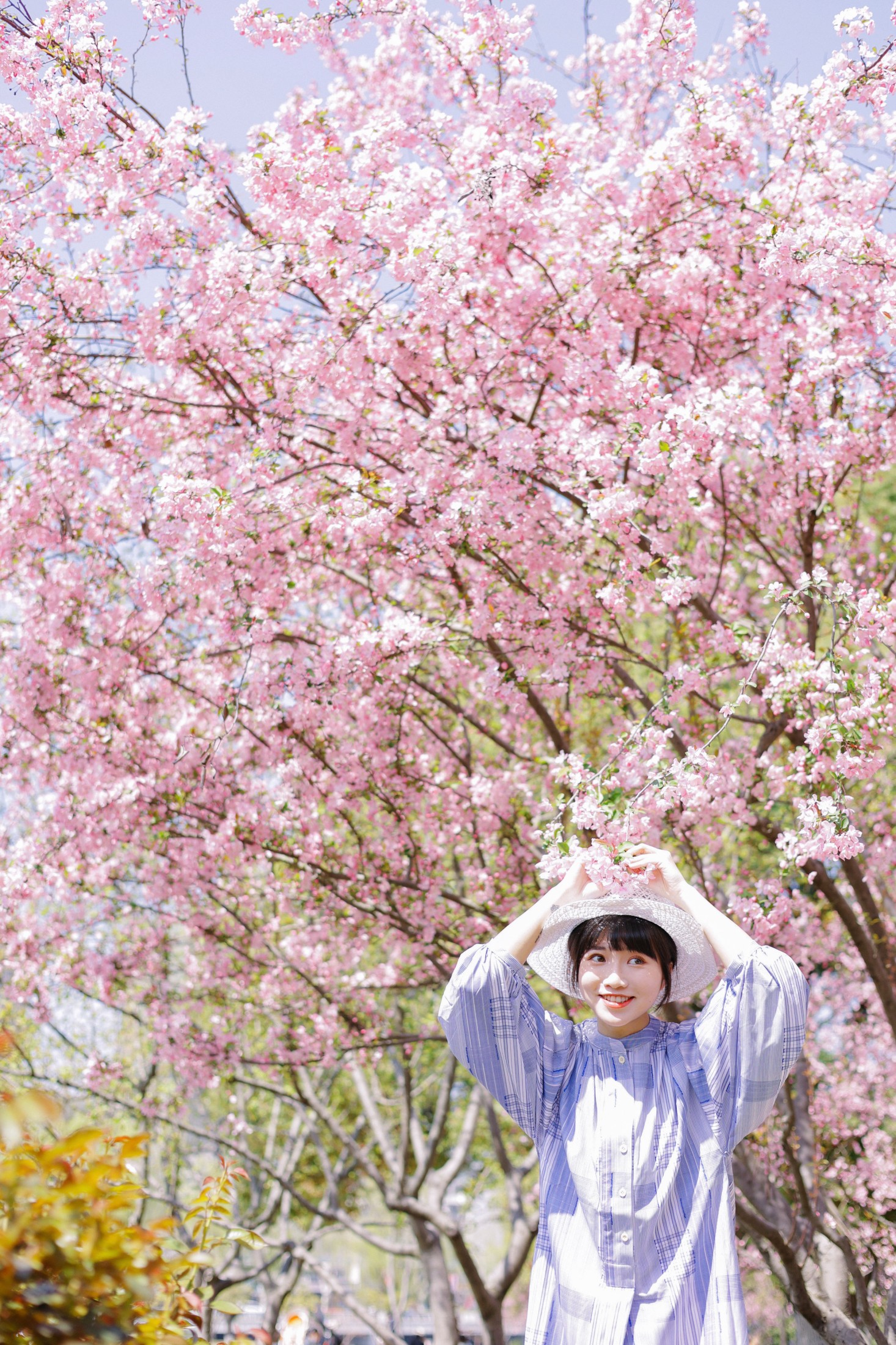 蓝胖子 – 《海棠花开》[36P] 插图3