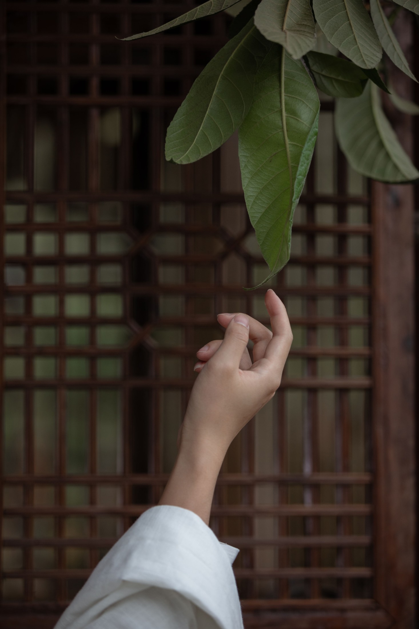 三町目的时生 – 《庭有枇杷树》[25P] 插图4