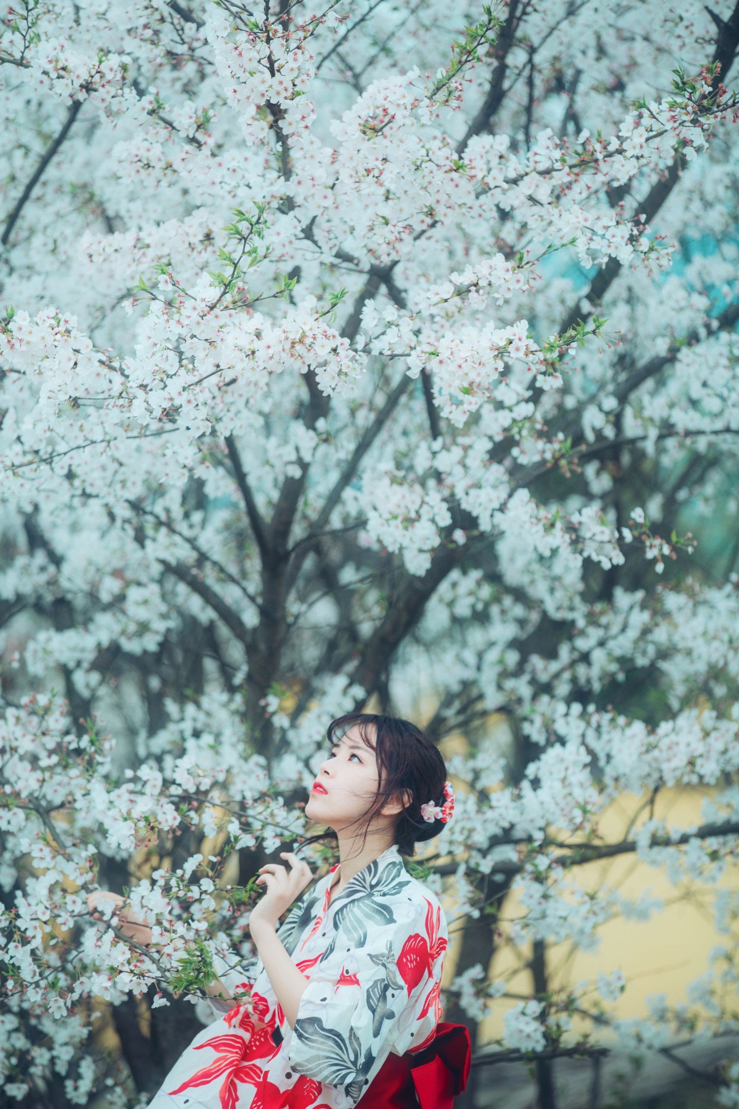 公子不坏 – 《流樱》[24P]