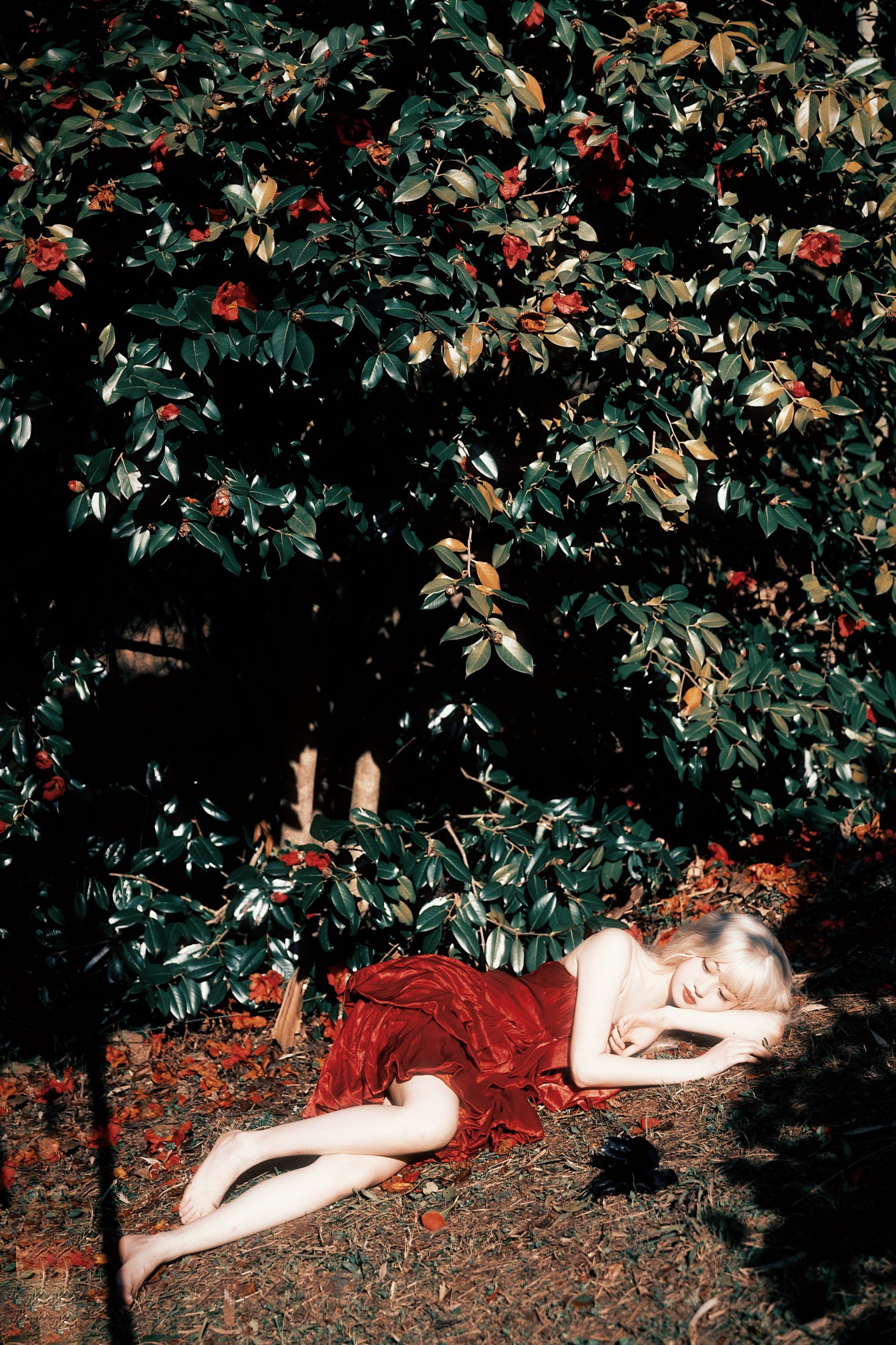 natasha – 《荼蘼花事了》[24P]