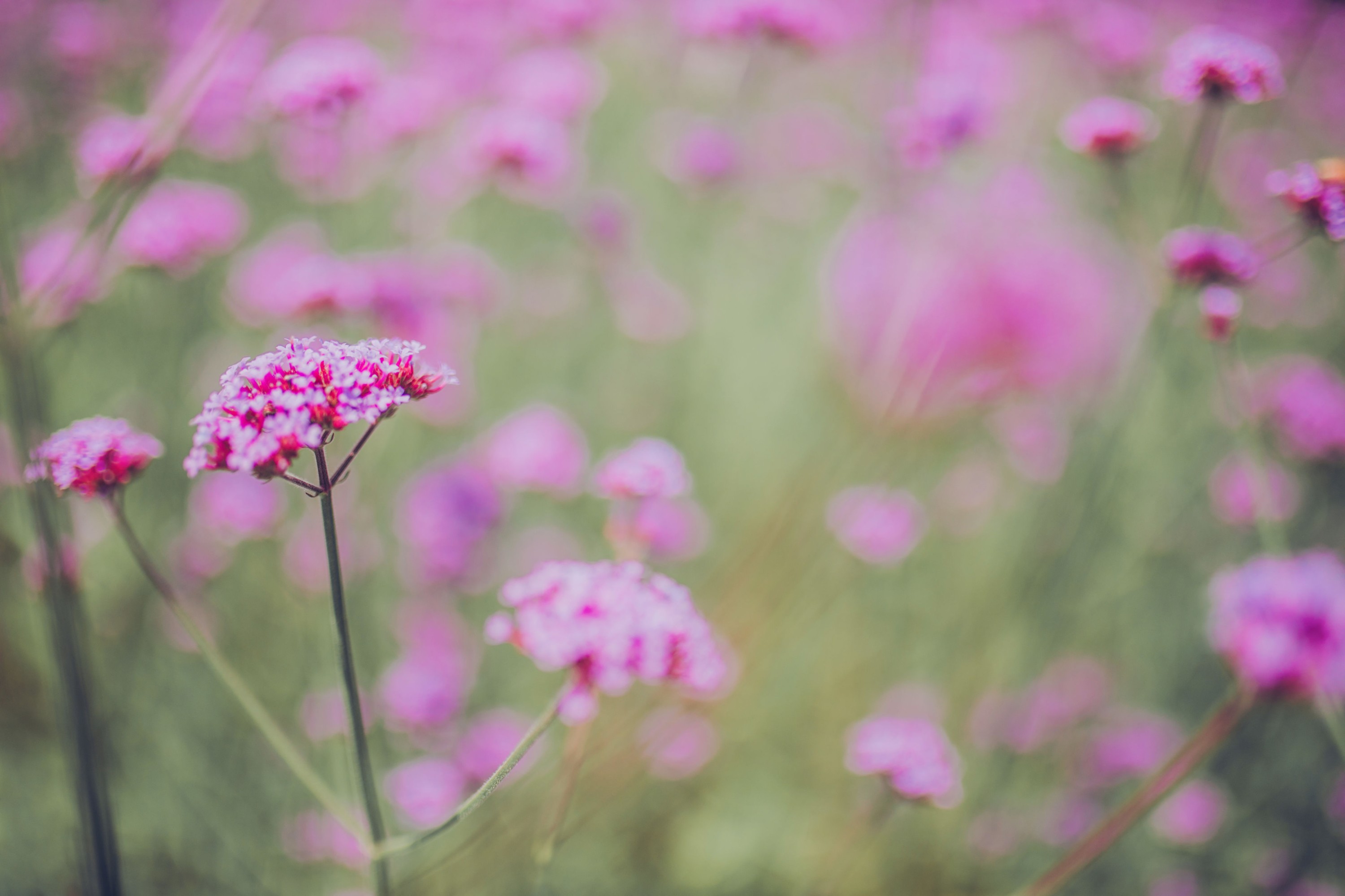 鸳小一 – 《玉堂仙》[22P]