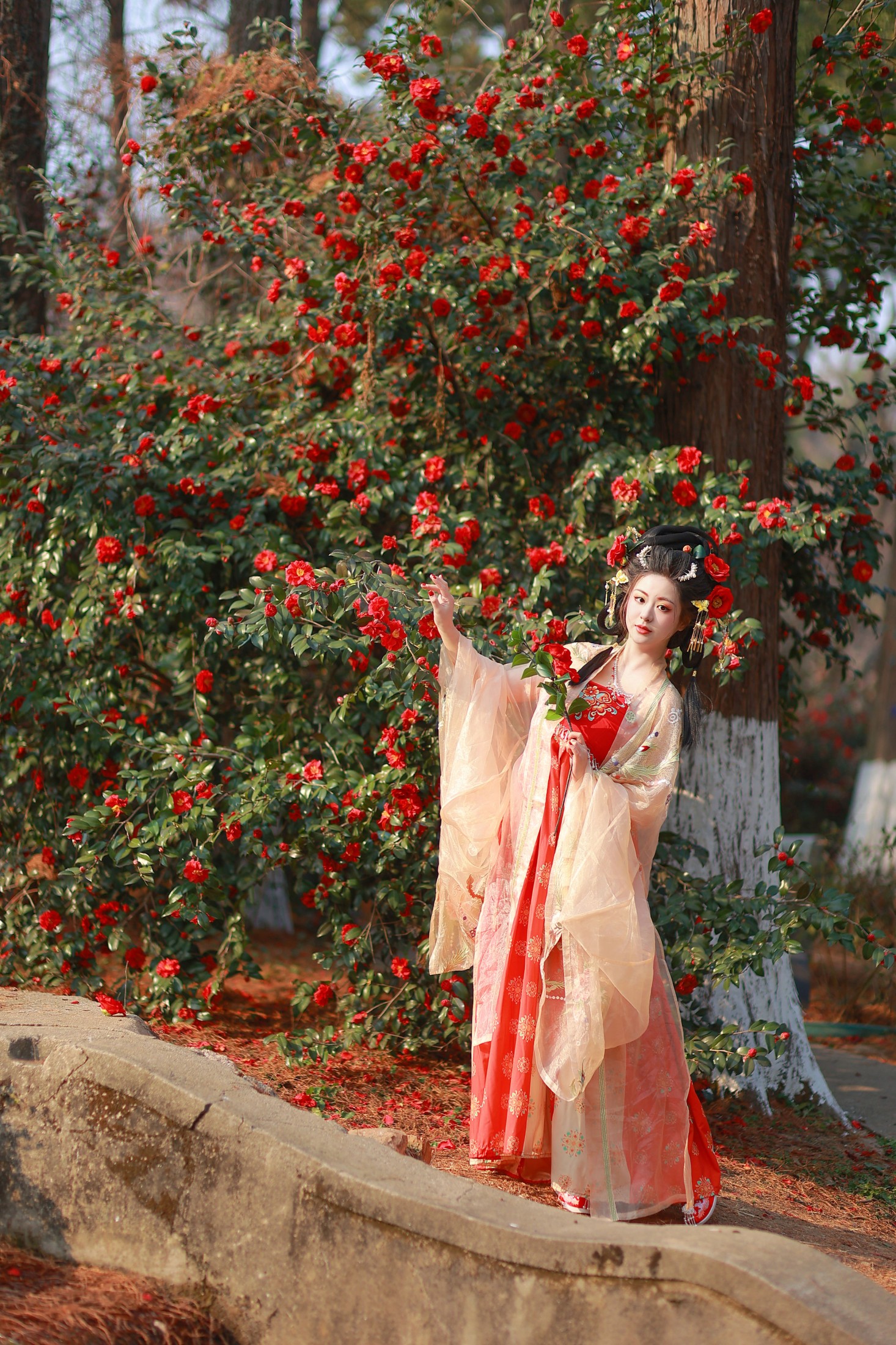 不可爱的禾禾喵 – 《山茶晚照》[27P]