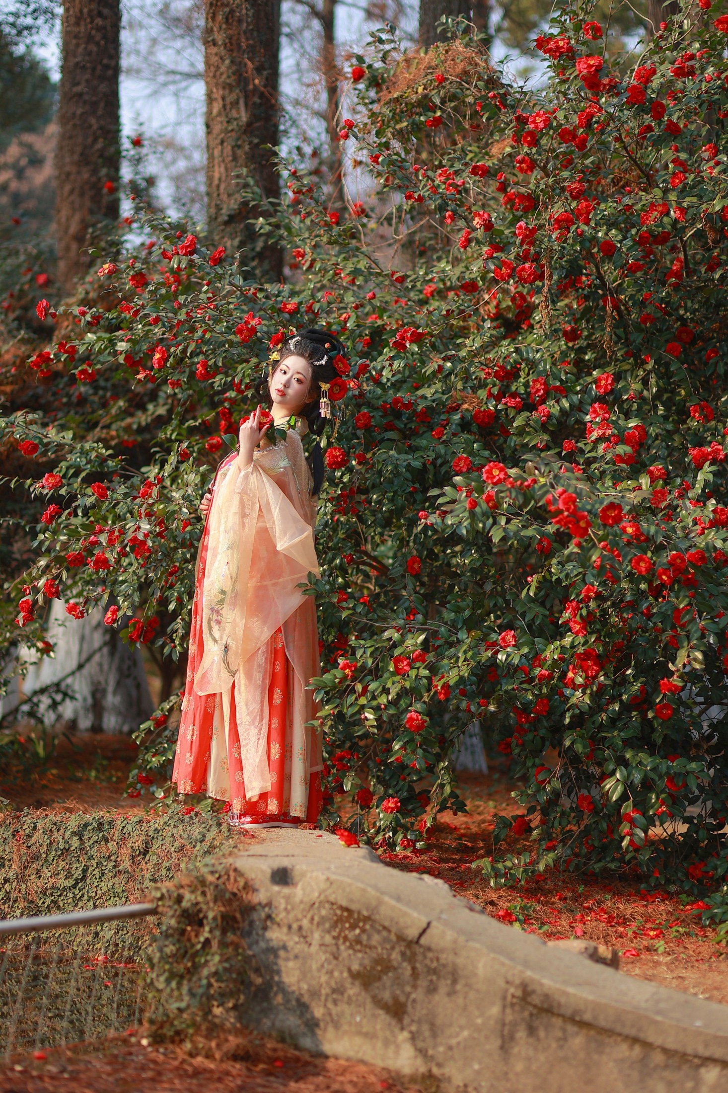 不可爱的禾禾喵 – 《山茶晚照》[27P]