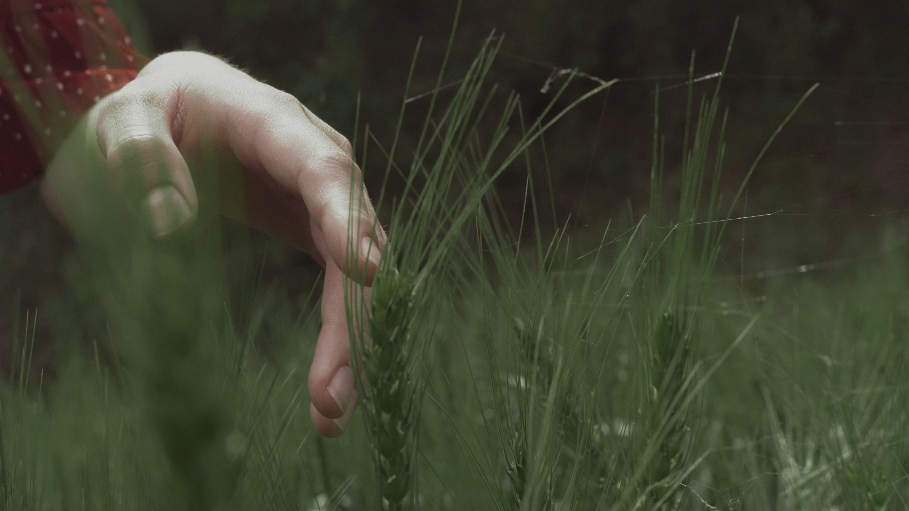 小叶 – 《春上花》[26P]