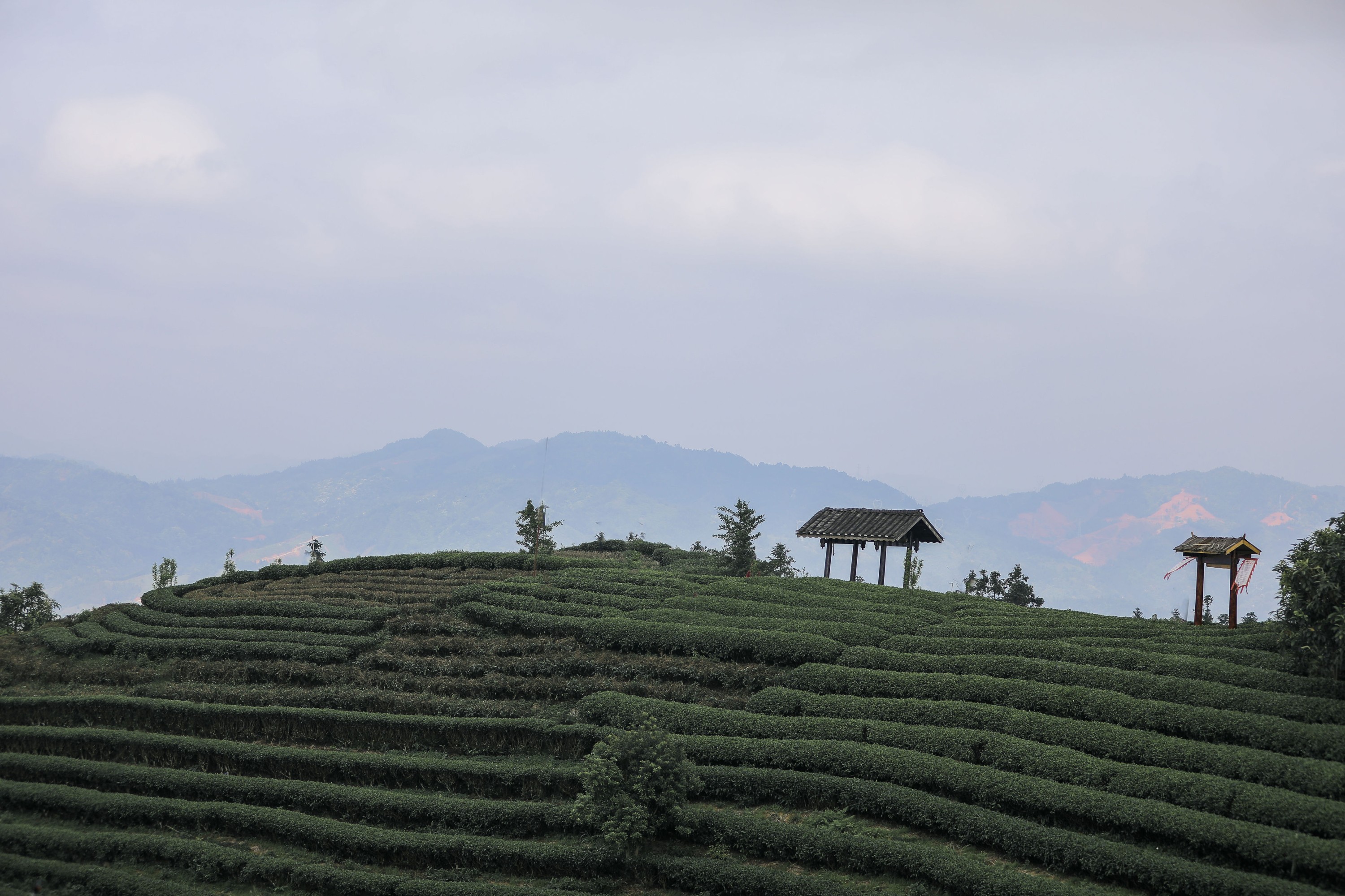 秋哒哒-- – 《清茗》[20P]