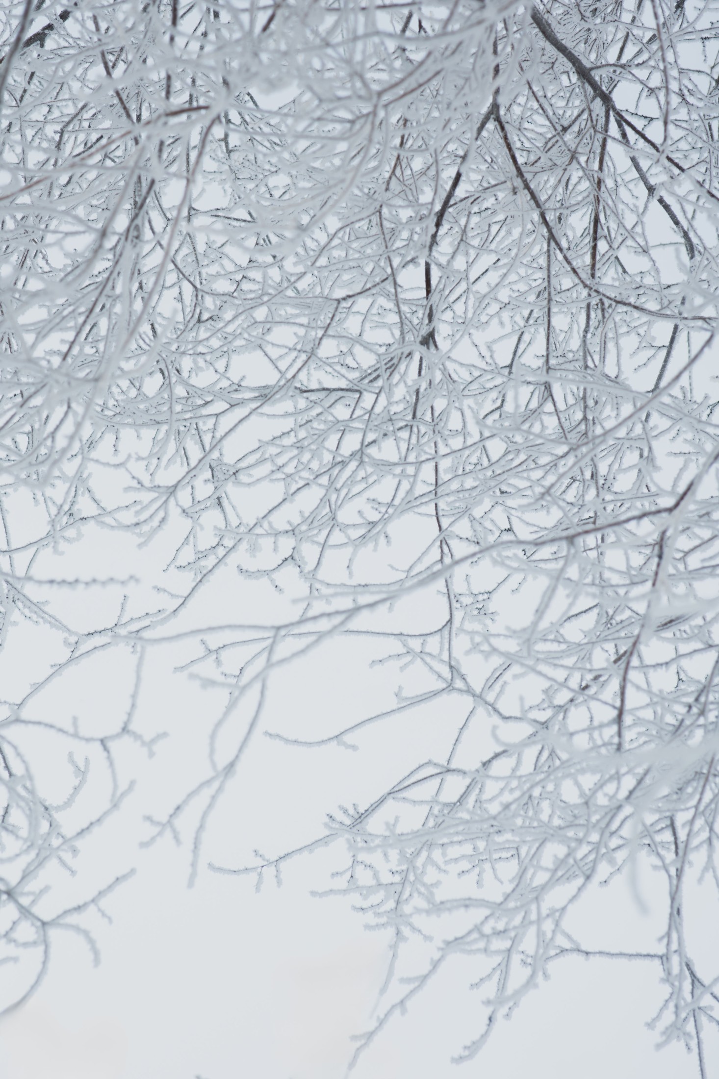 – 《雾凇》[15P]