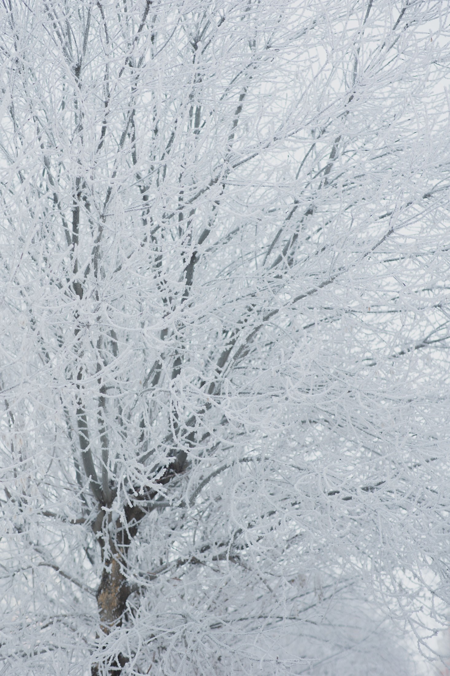 – 《雾凇》[15P]