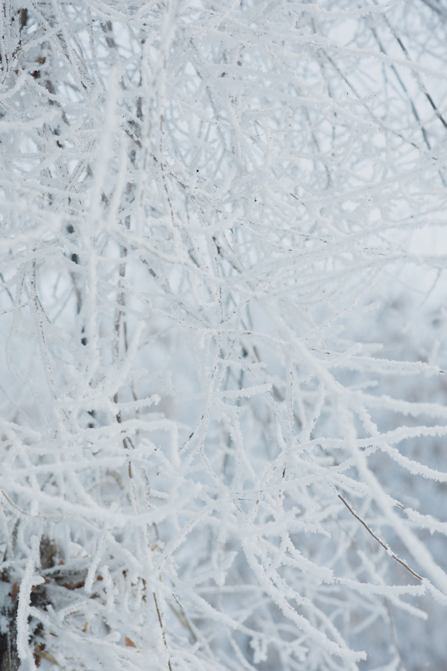 – 《雾凇》[15P]