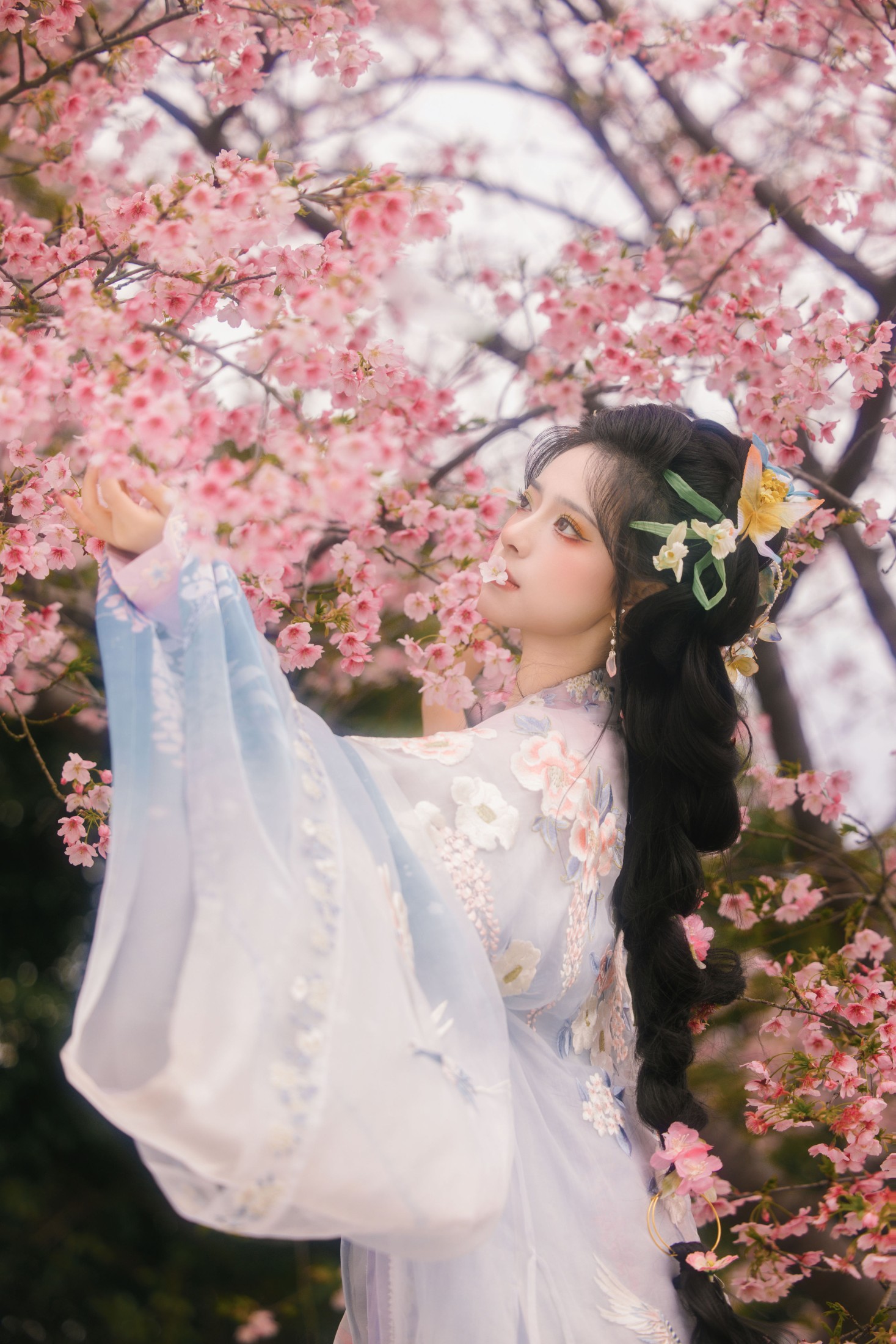 衔鹿 – 《樱花雨》[18P]