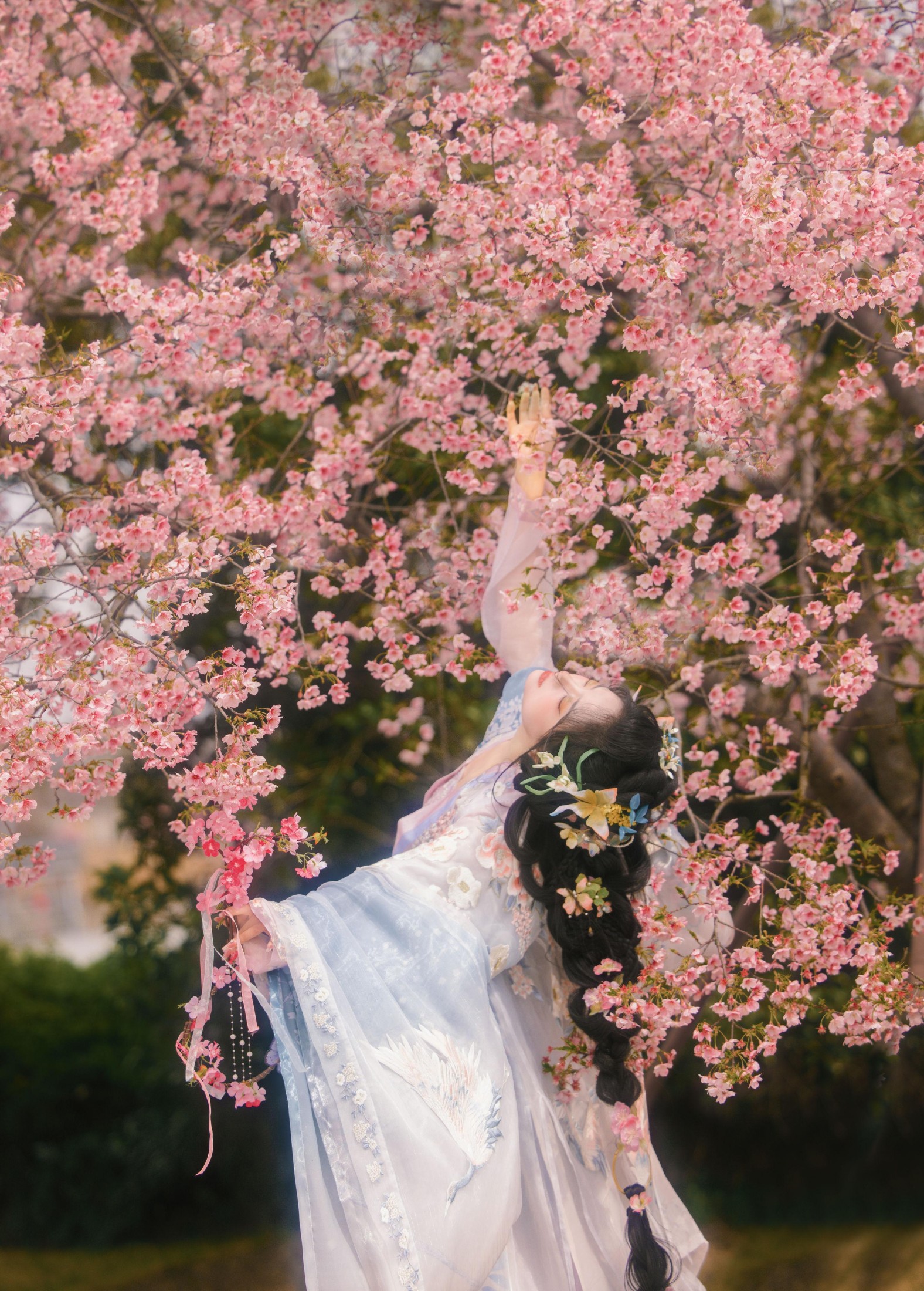 衔鹿 – 《樱花雨》[18P]