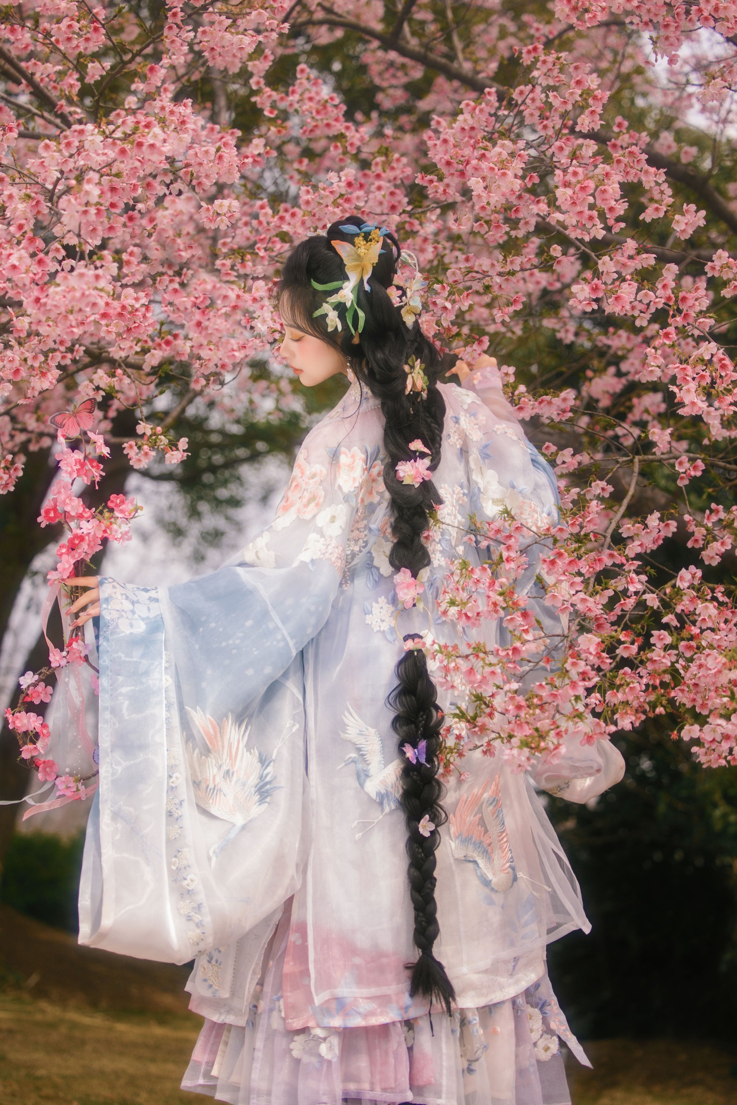 衔鹿 – 《樱花雨》[18P]