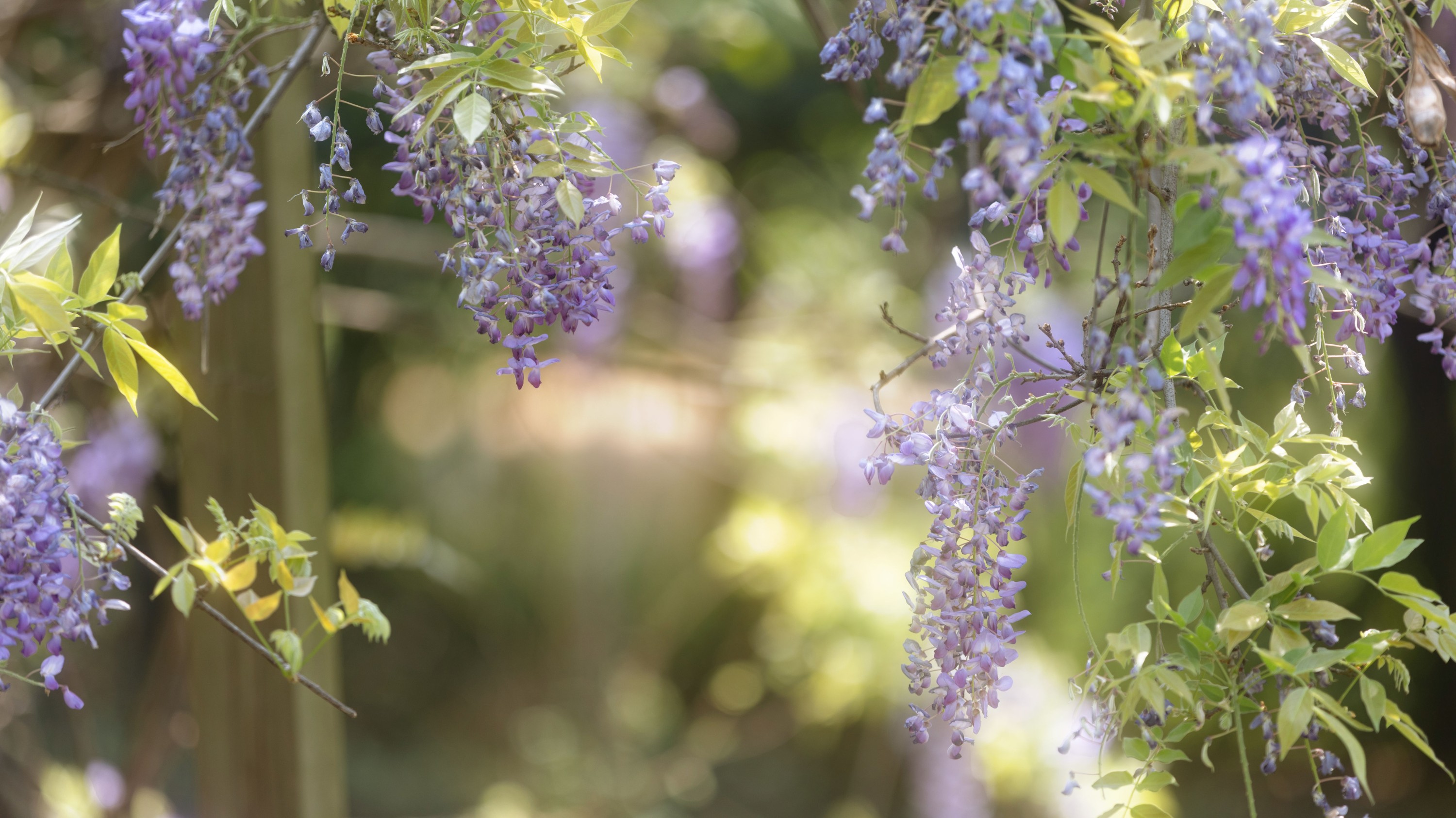 小y今天也很开心 – 《藤下小记》[26P]