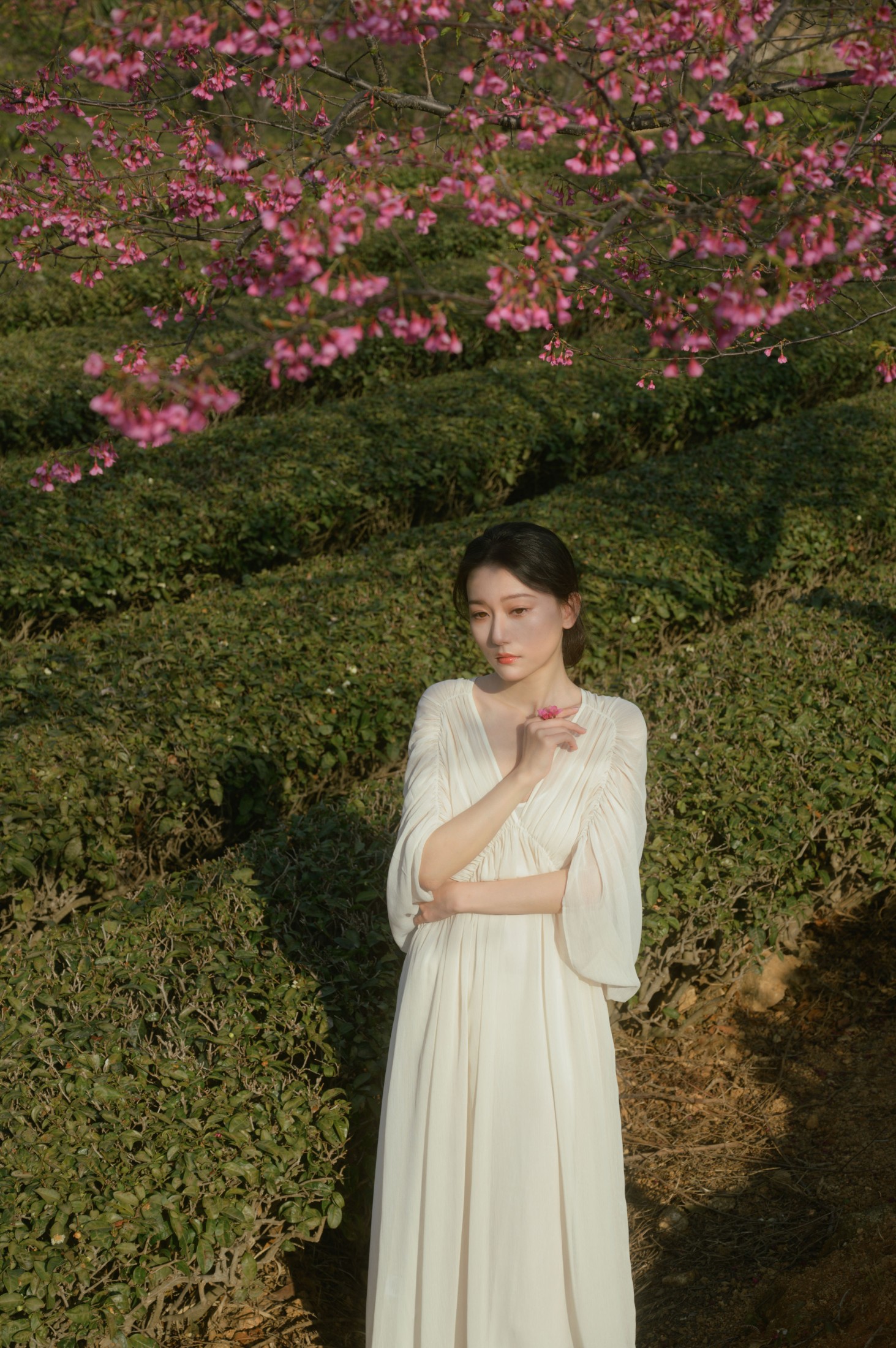 小月 – 《茶与樱》[27P]