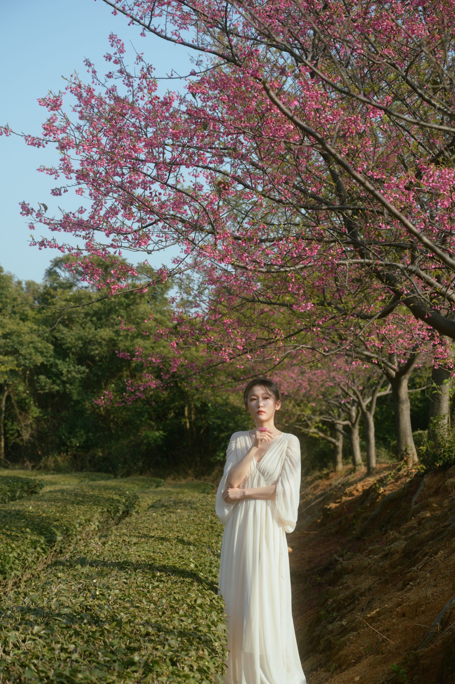 小月 – 《茶与樱》[27P]