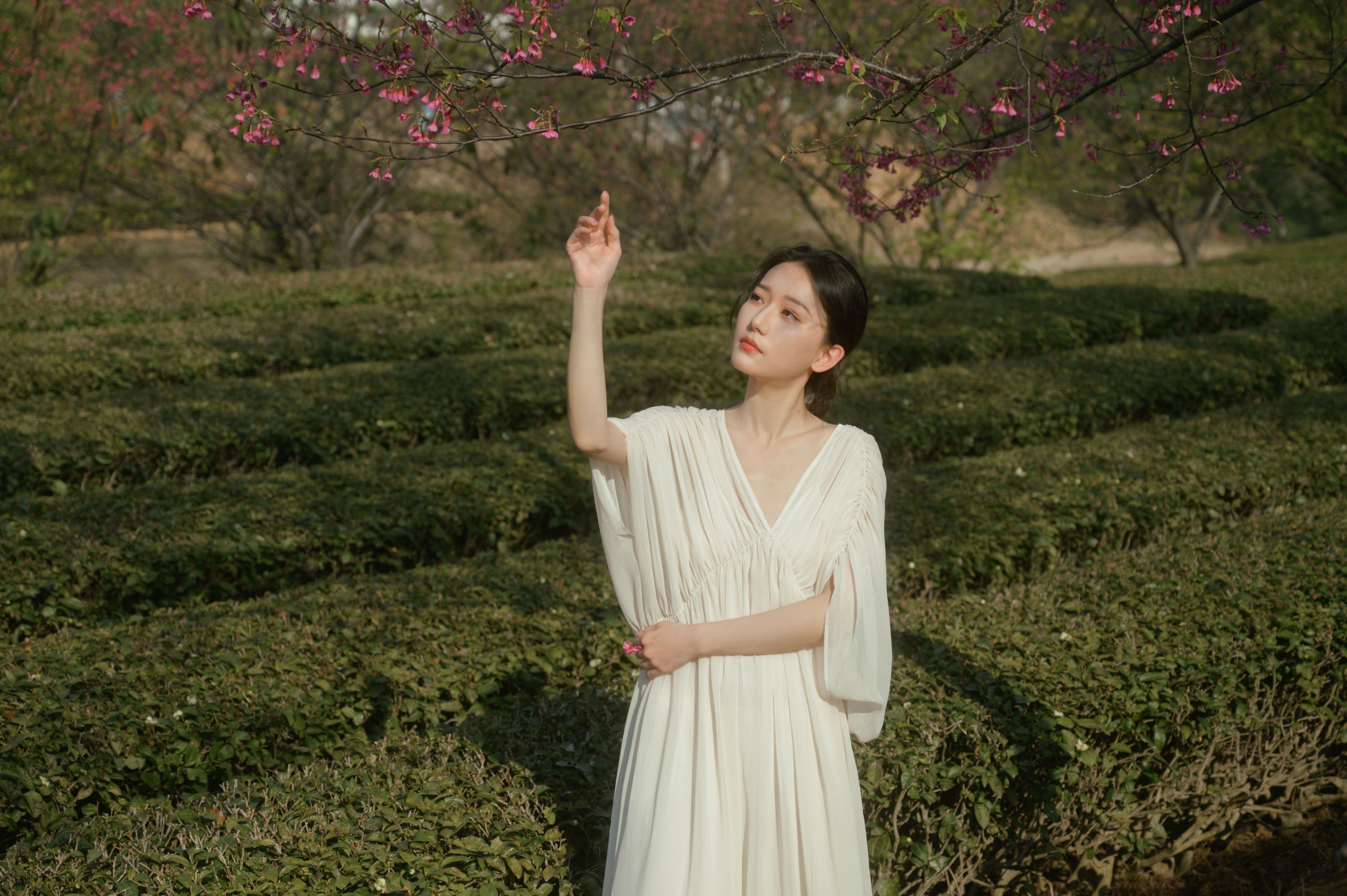 小月 – 《茶与樱》[27P]