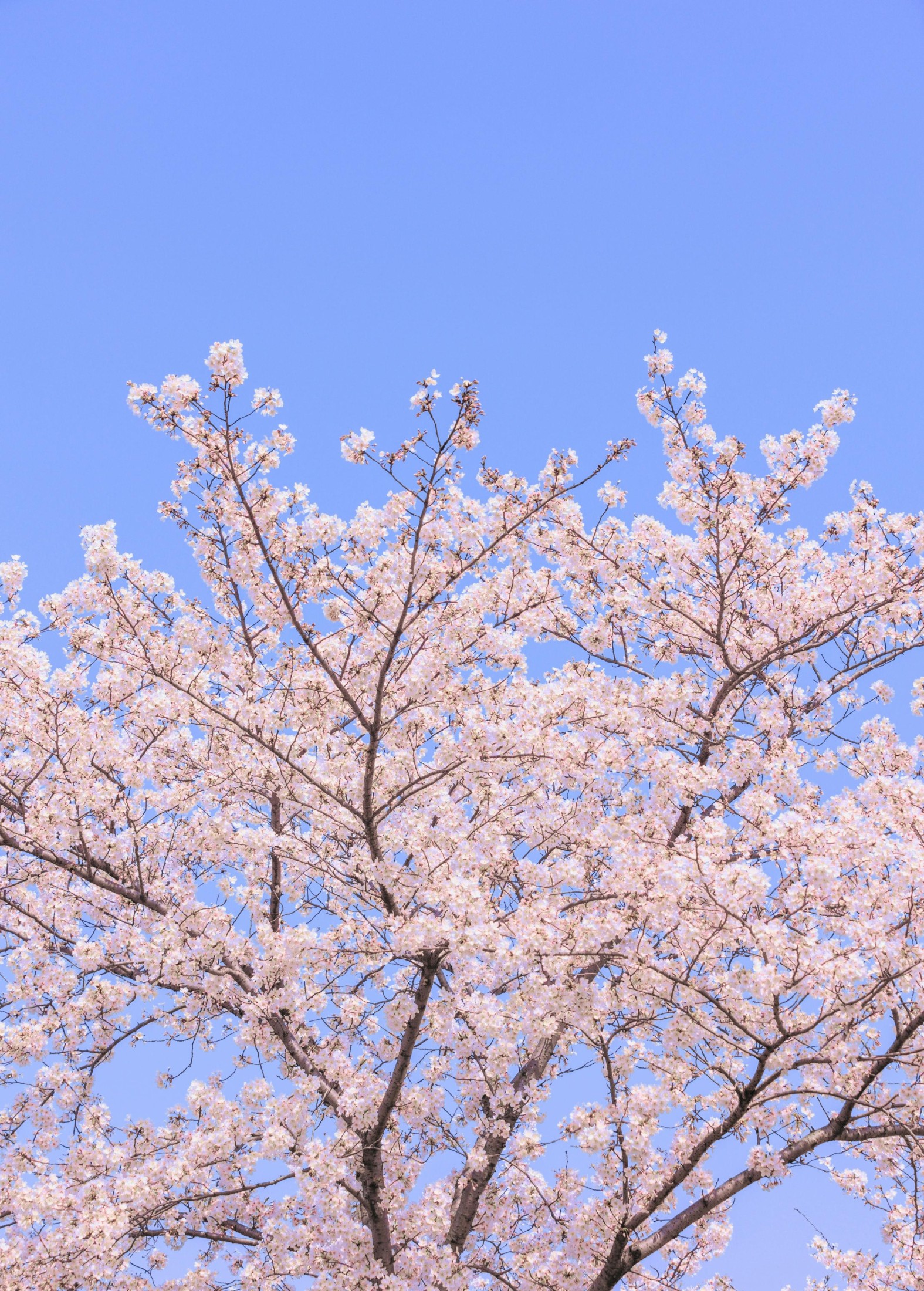 – 《辰山植物园樱花》[27P]