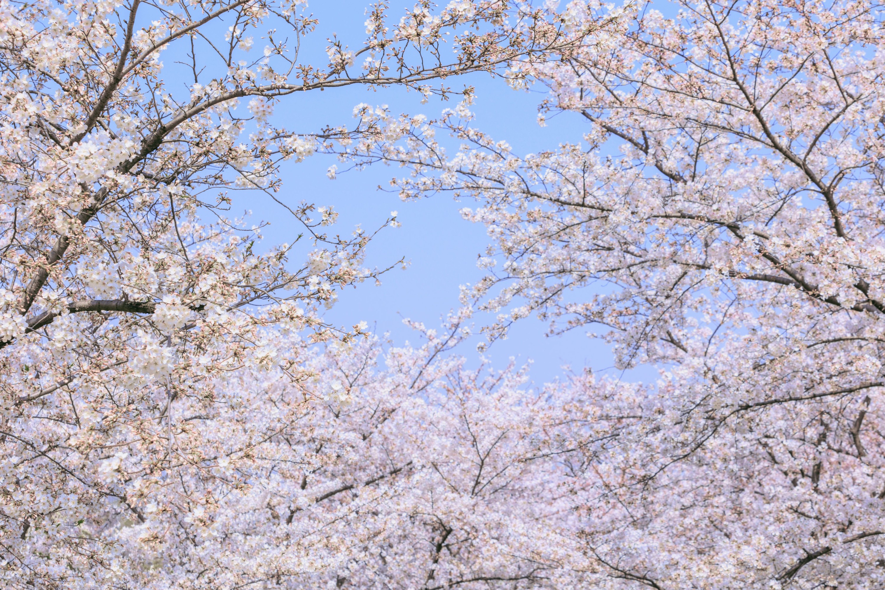 – 《辰山植物园樱花》[27P]