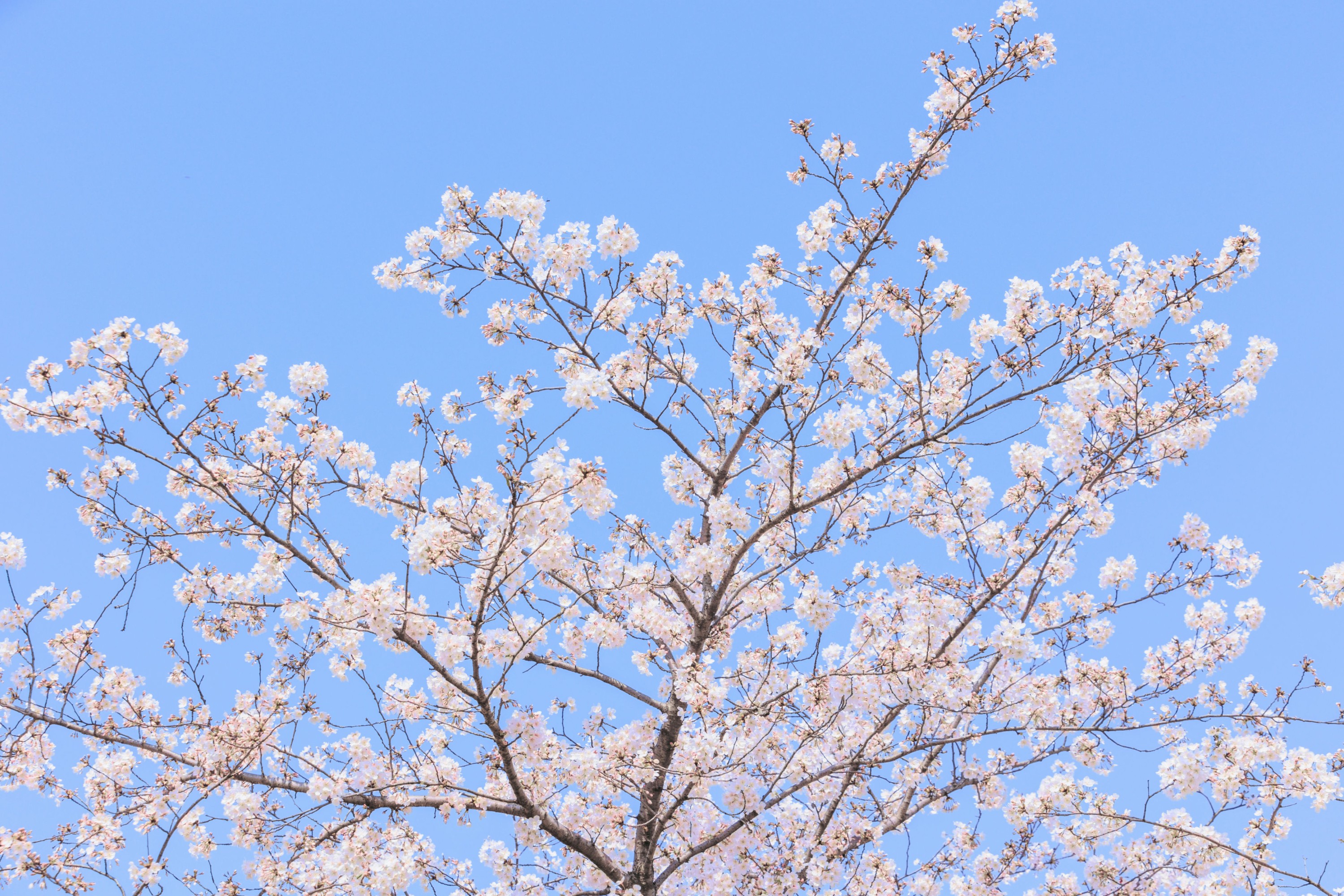 – 《辰山植物园樱花》[27P]