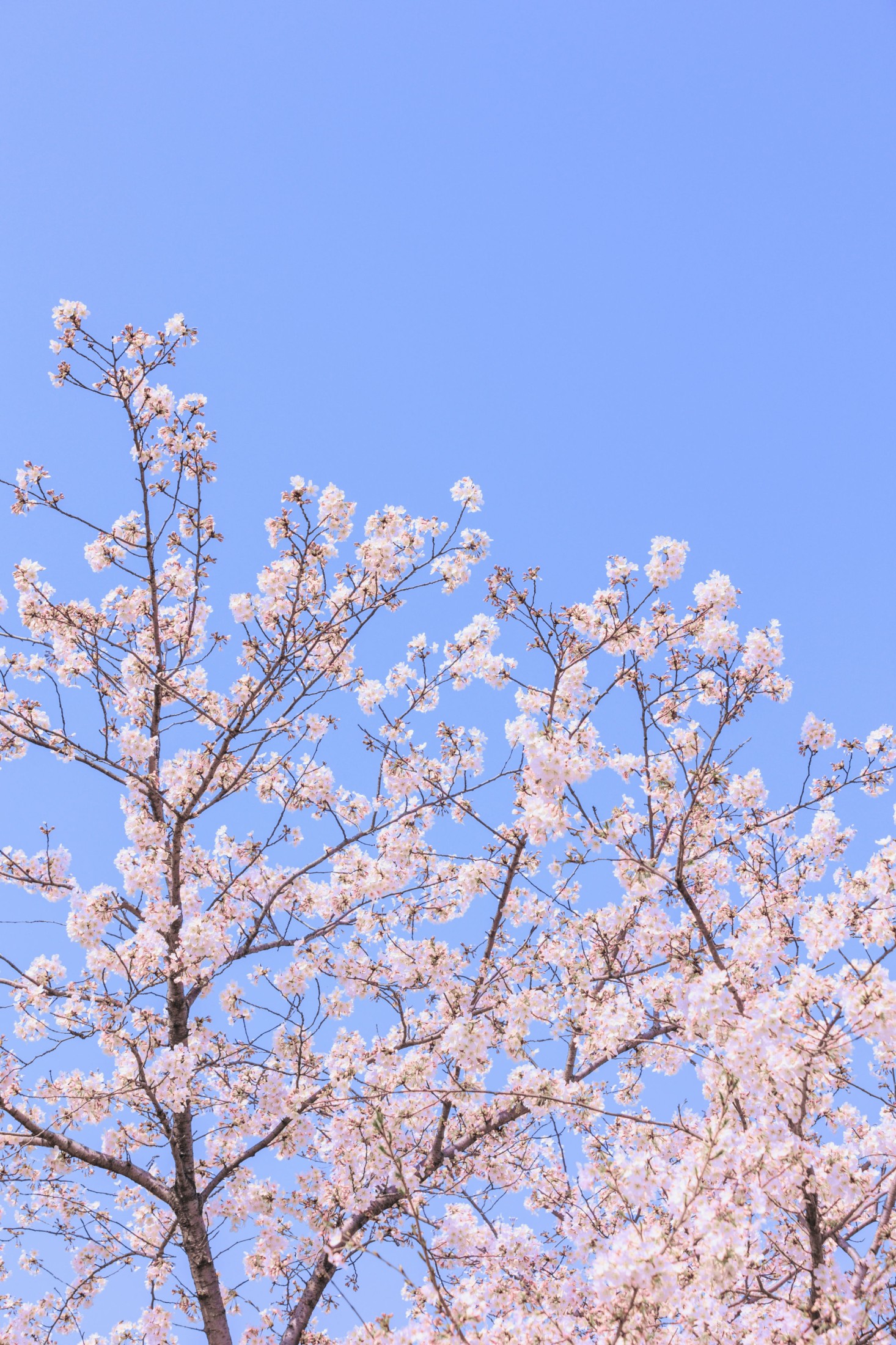 – 《辰山植物园樱花》[27P]