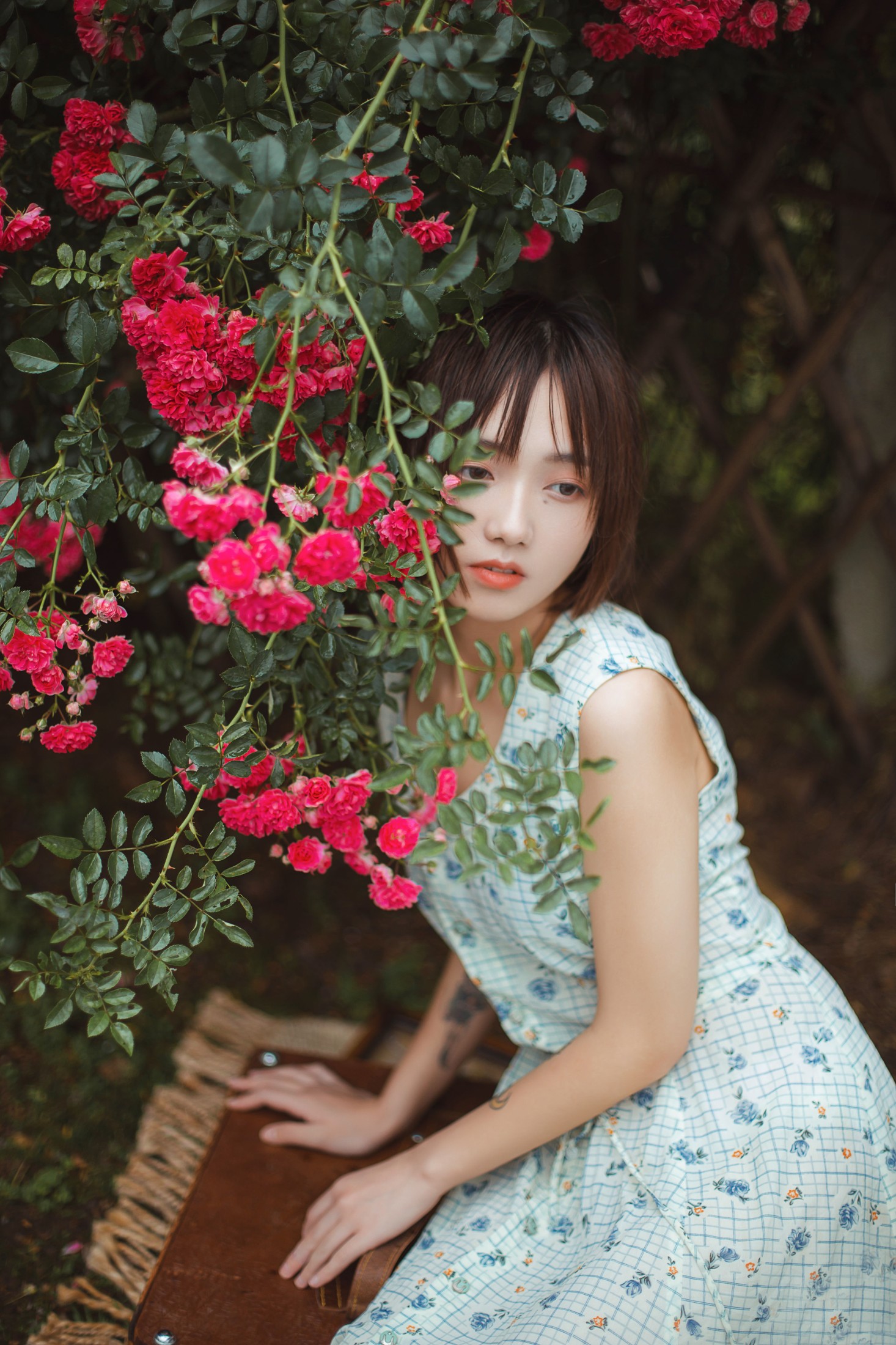 echo – 《青雉》[18P]