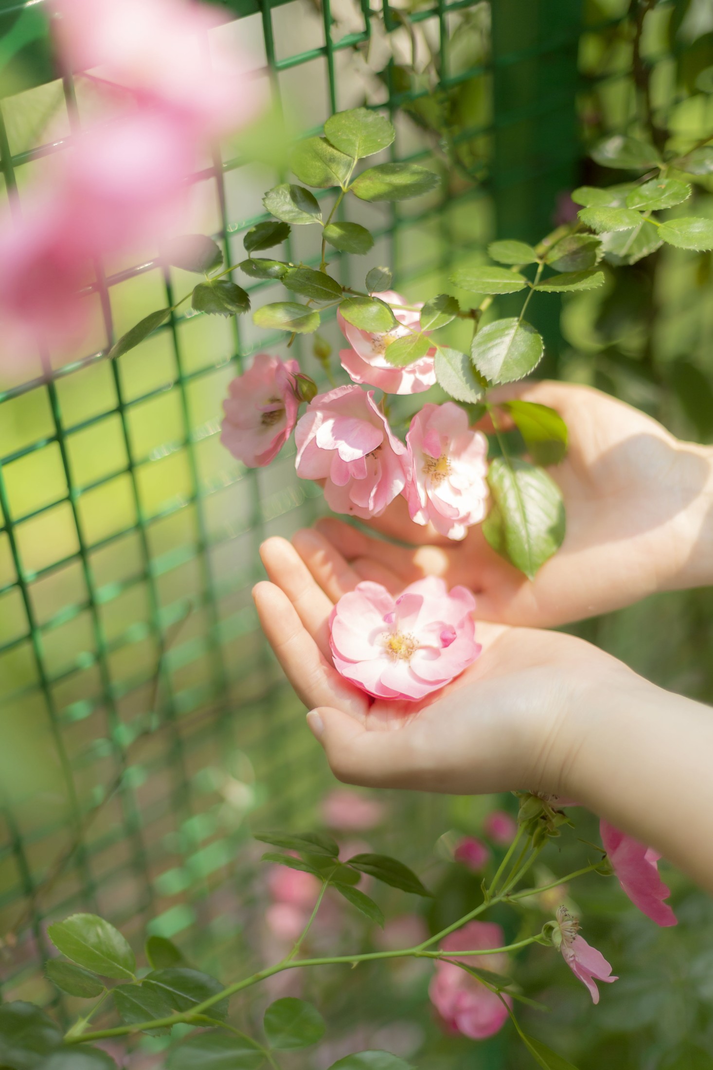 Y～ – 《蔷薇花女孩》[21P]