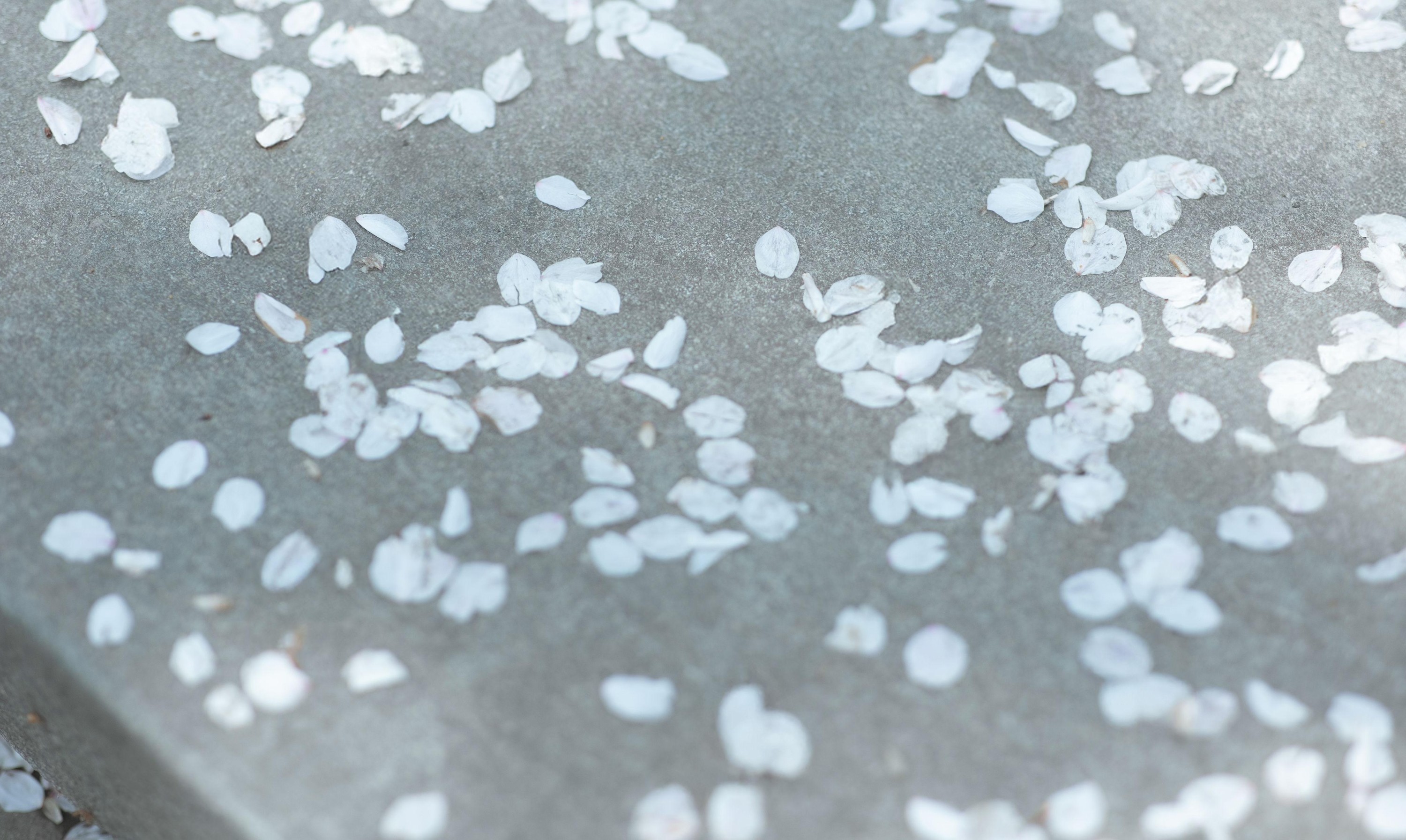 穆晏秋 – 《庭前雪》[21P] 插图2