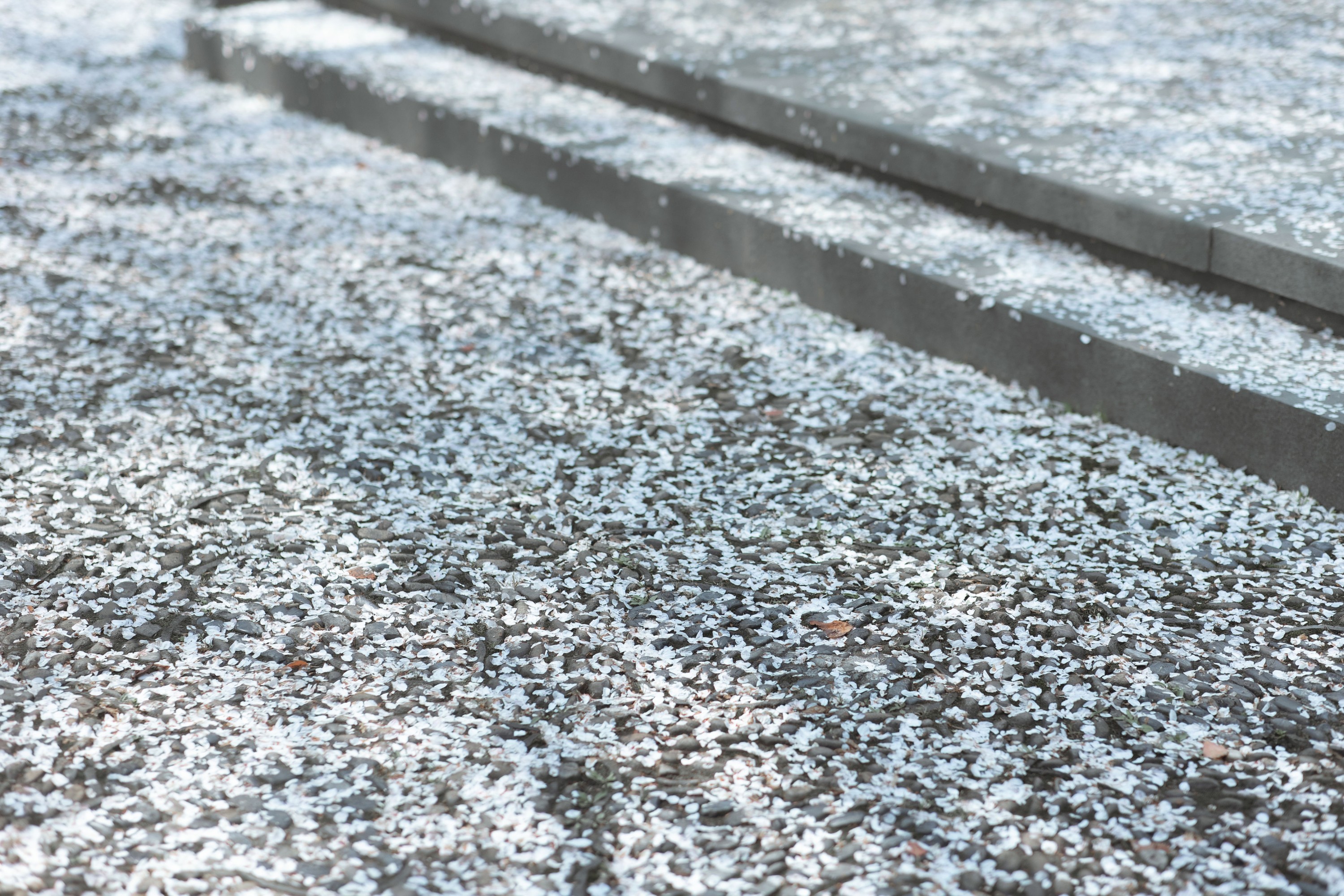 穆晏秋 – 《庭前雪》[21P] 插图5