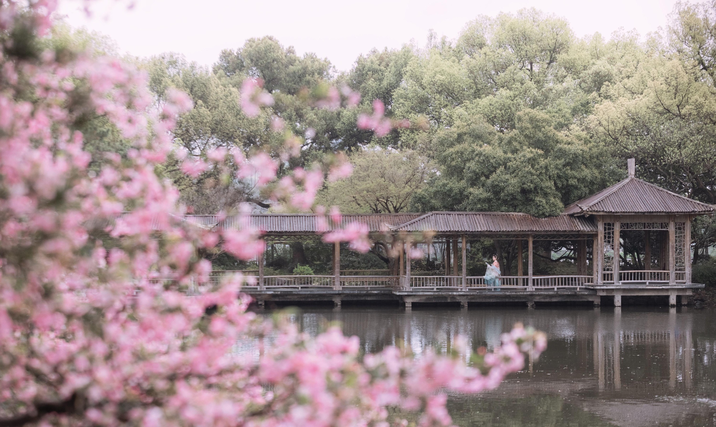 静若初夏 – 《海棠春色》[43P]